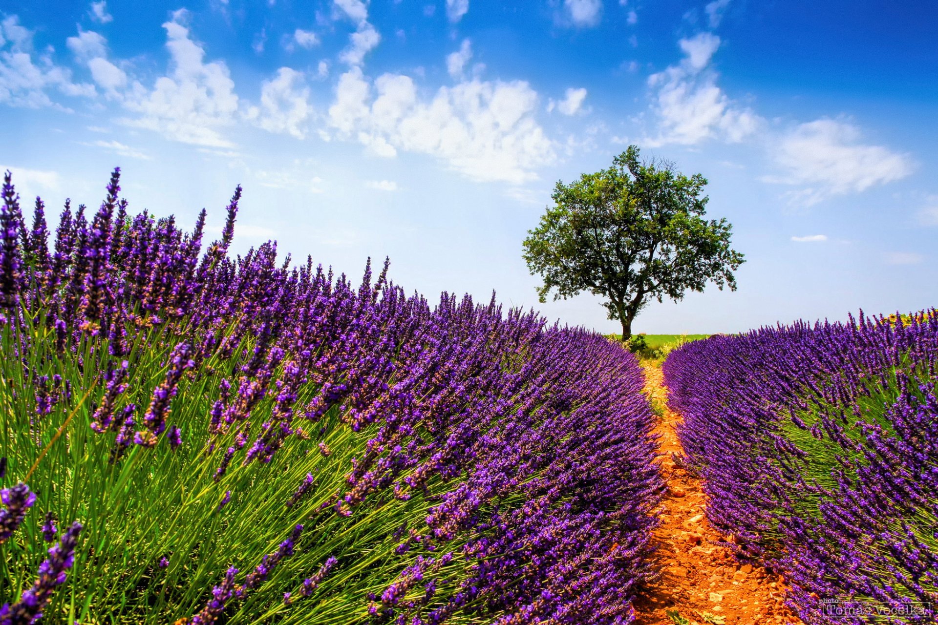 france provence été juillet champ lavande fleurs arbre ciel nuages