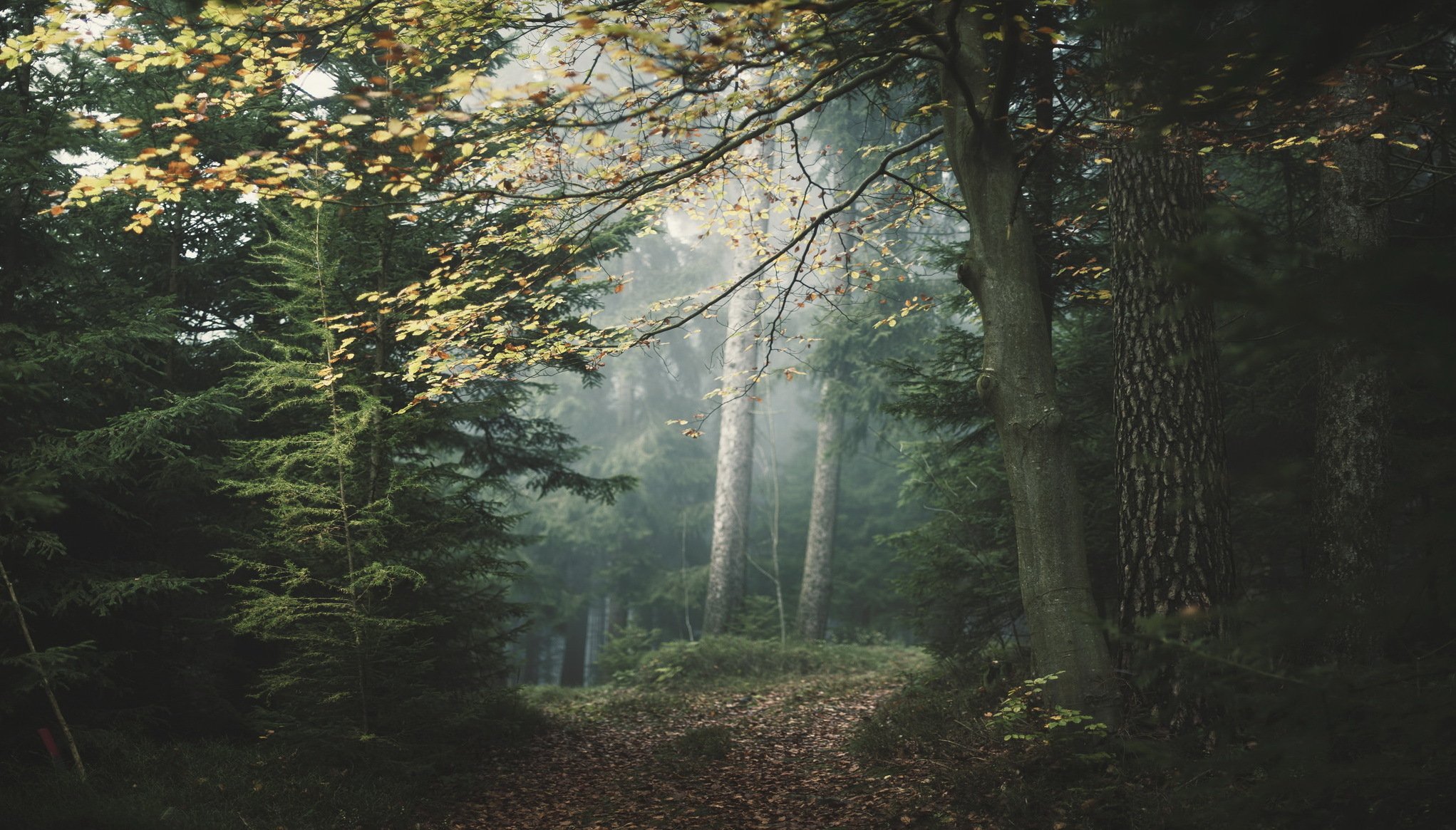 wald nebel natur landschaft