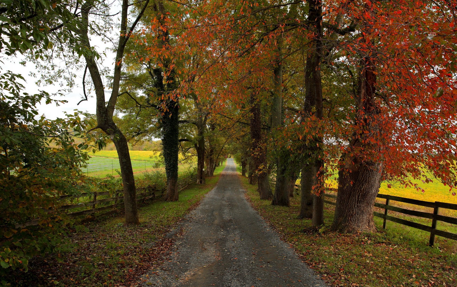 strada alberi natura