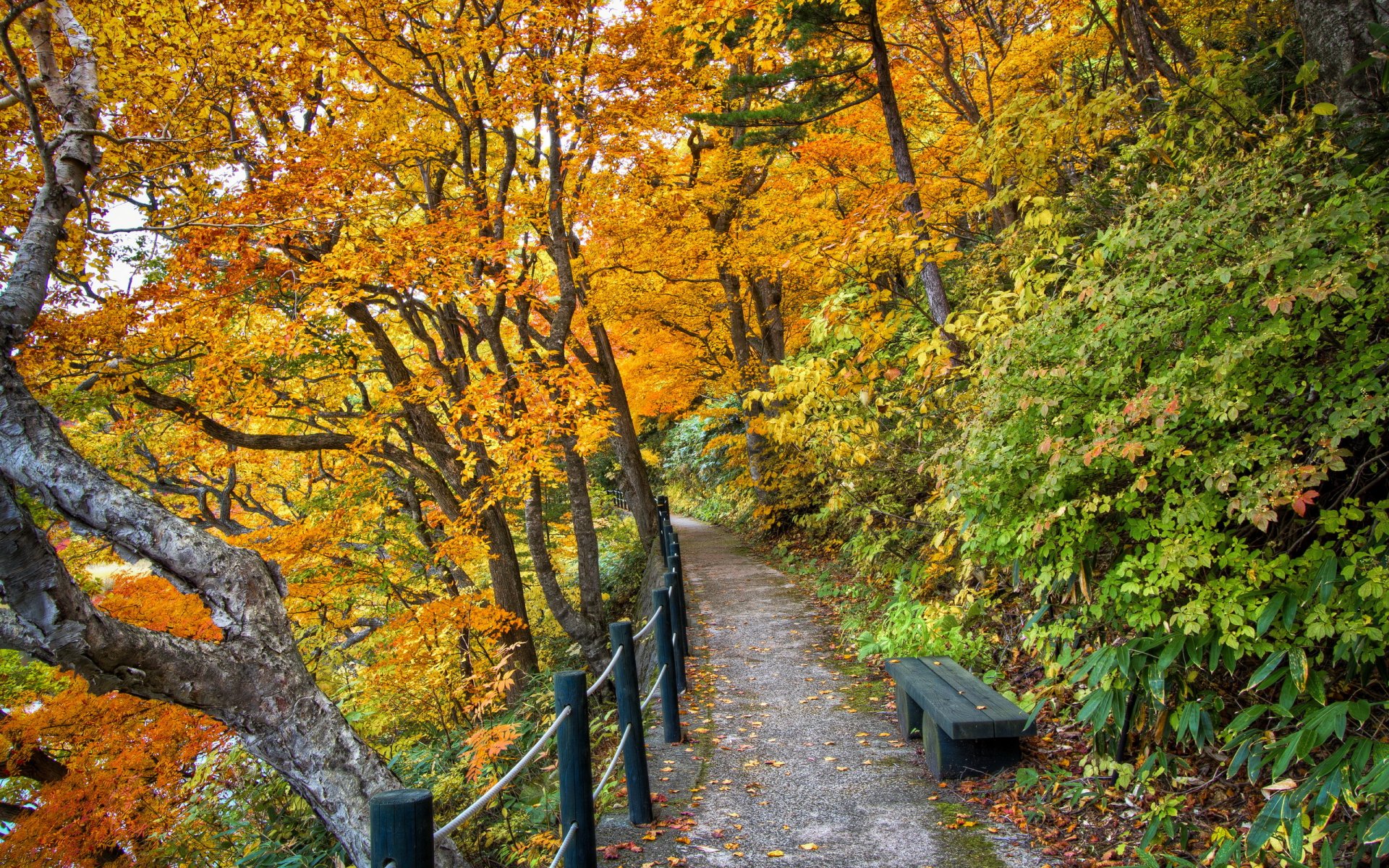 autunno parco natura