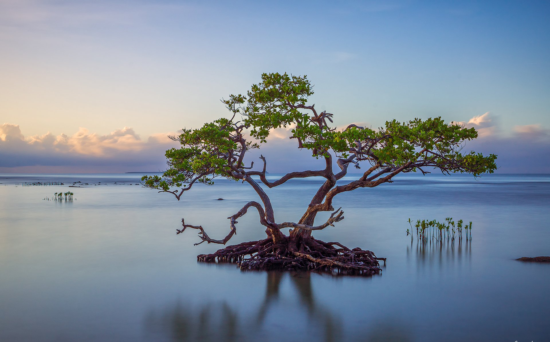 cielo nubes mar lago árbol raíces