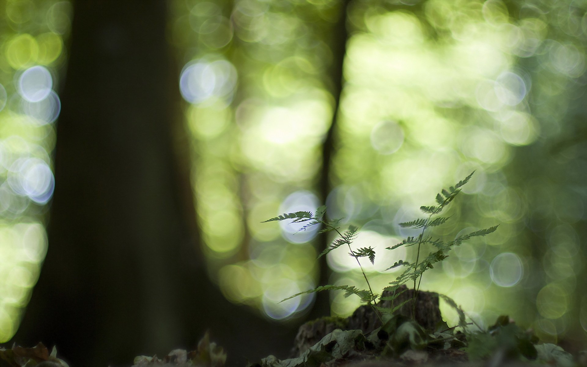 liście natura makro