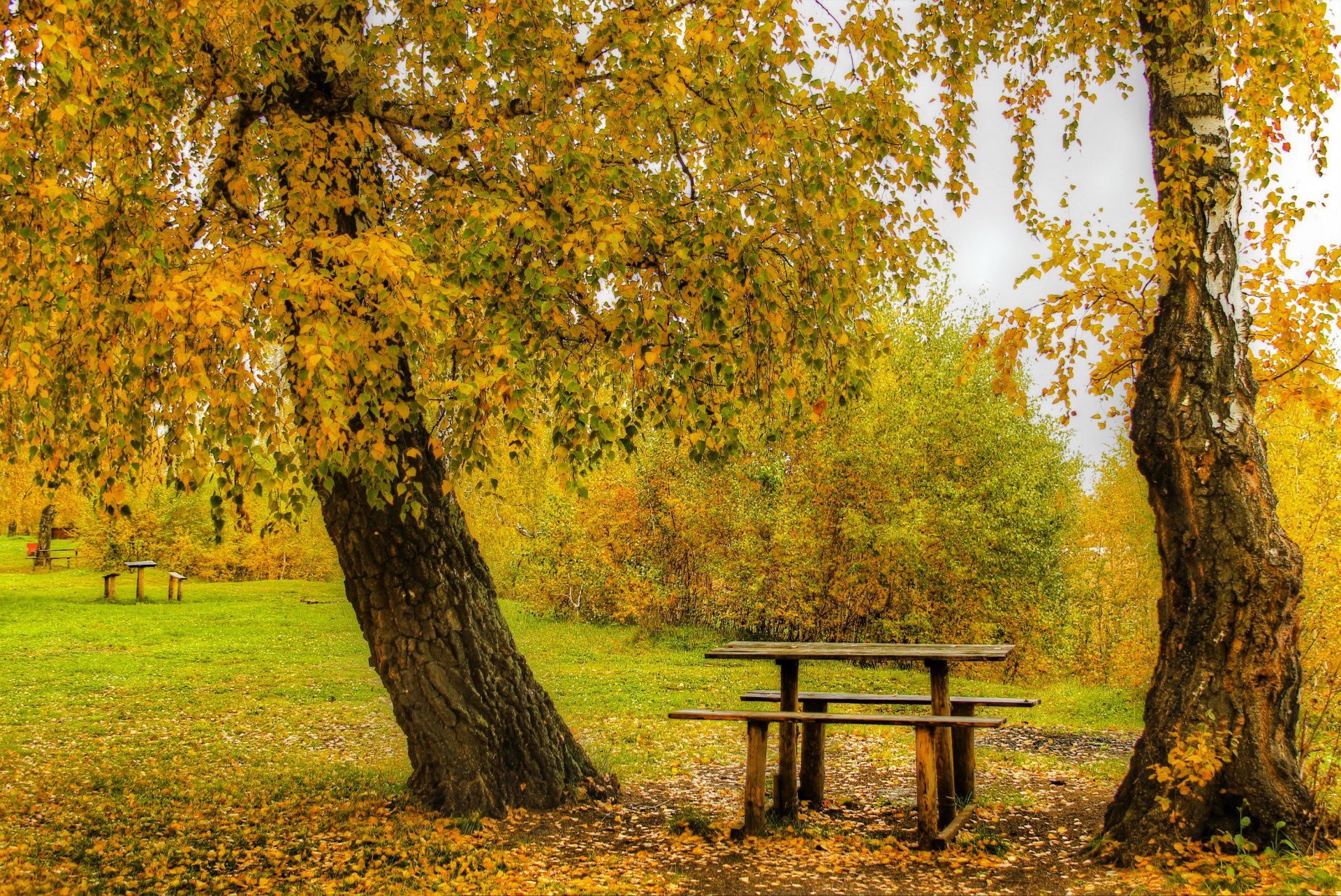 otoño parque árboles arbustos mesa bancos bancos hojas amarillo