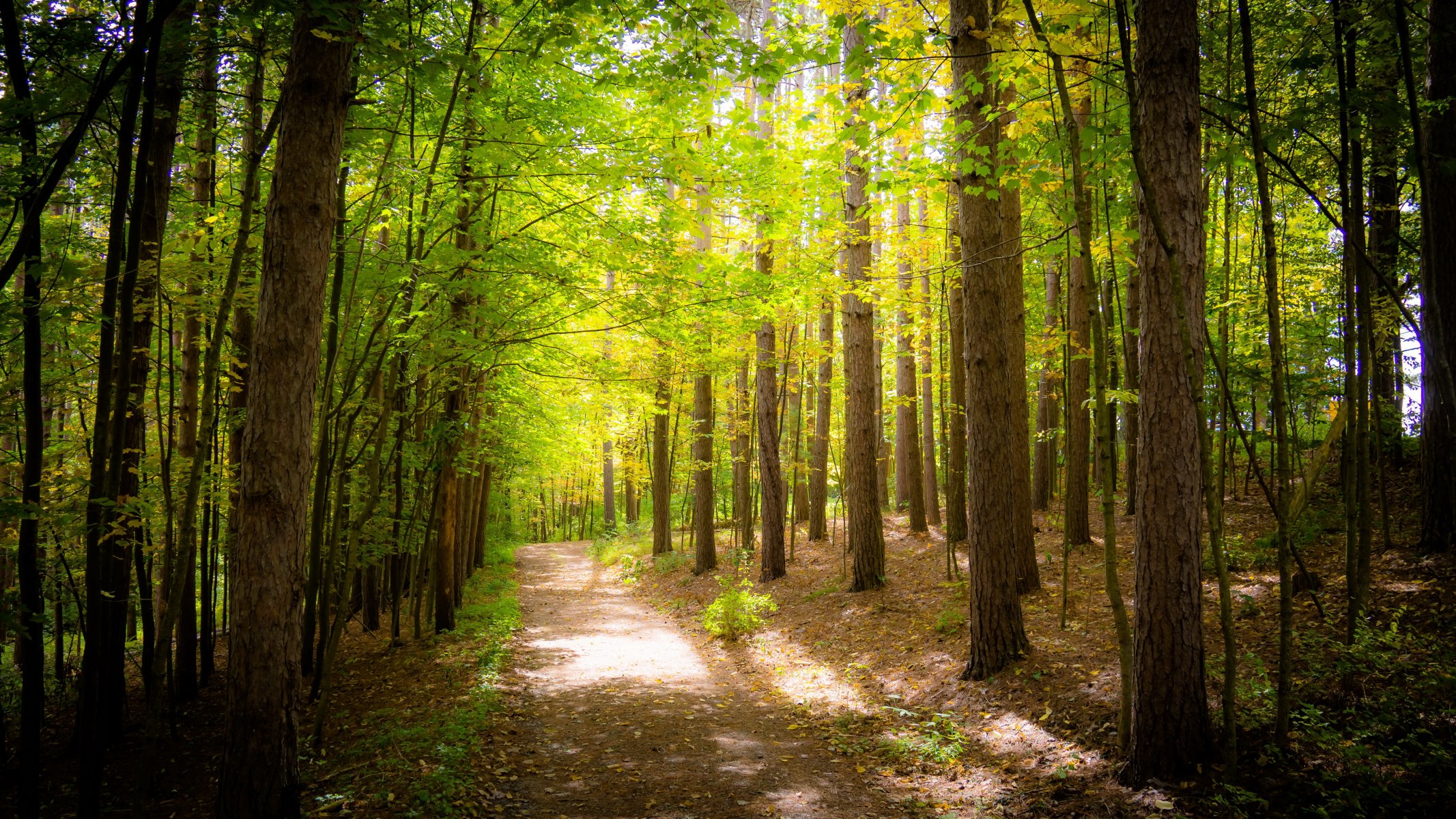 forest tree foliage green track path solar