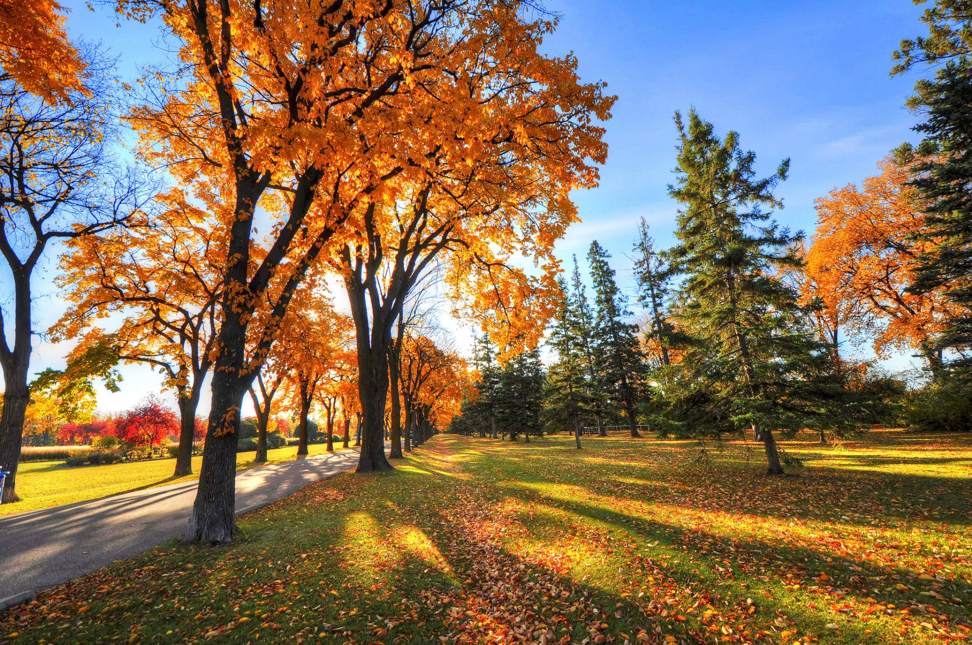 ciel parc ruelle arbres ombre herbe automne