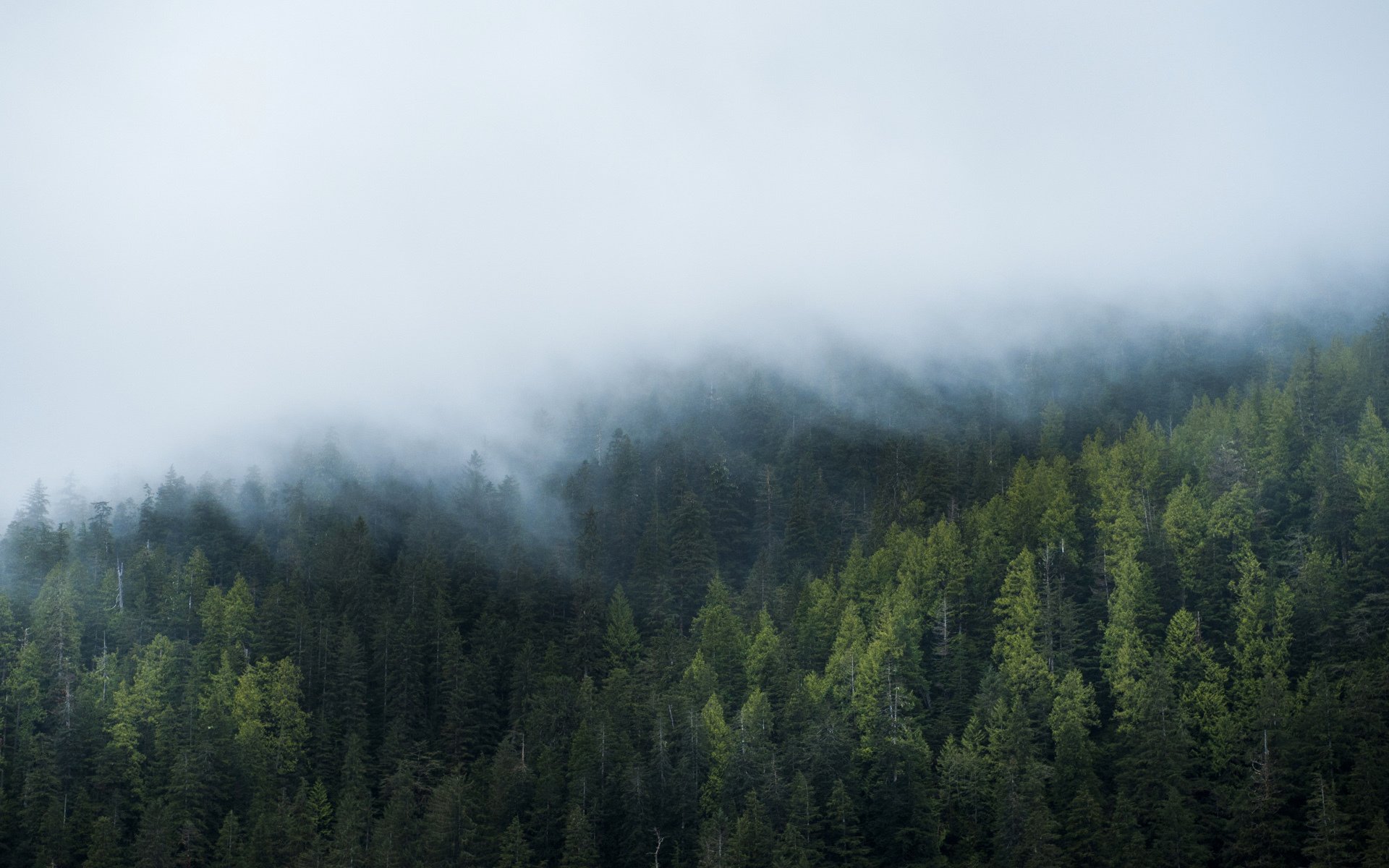 fenêtres 10 fenêtres forêt brouillard