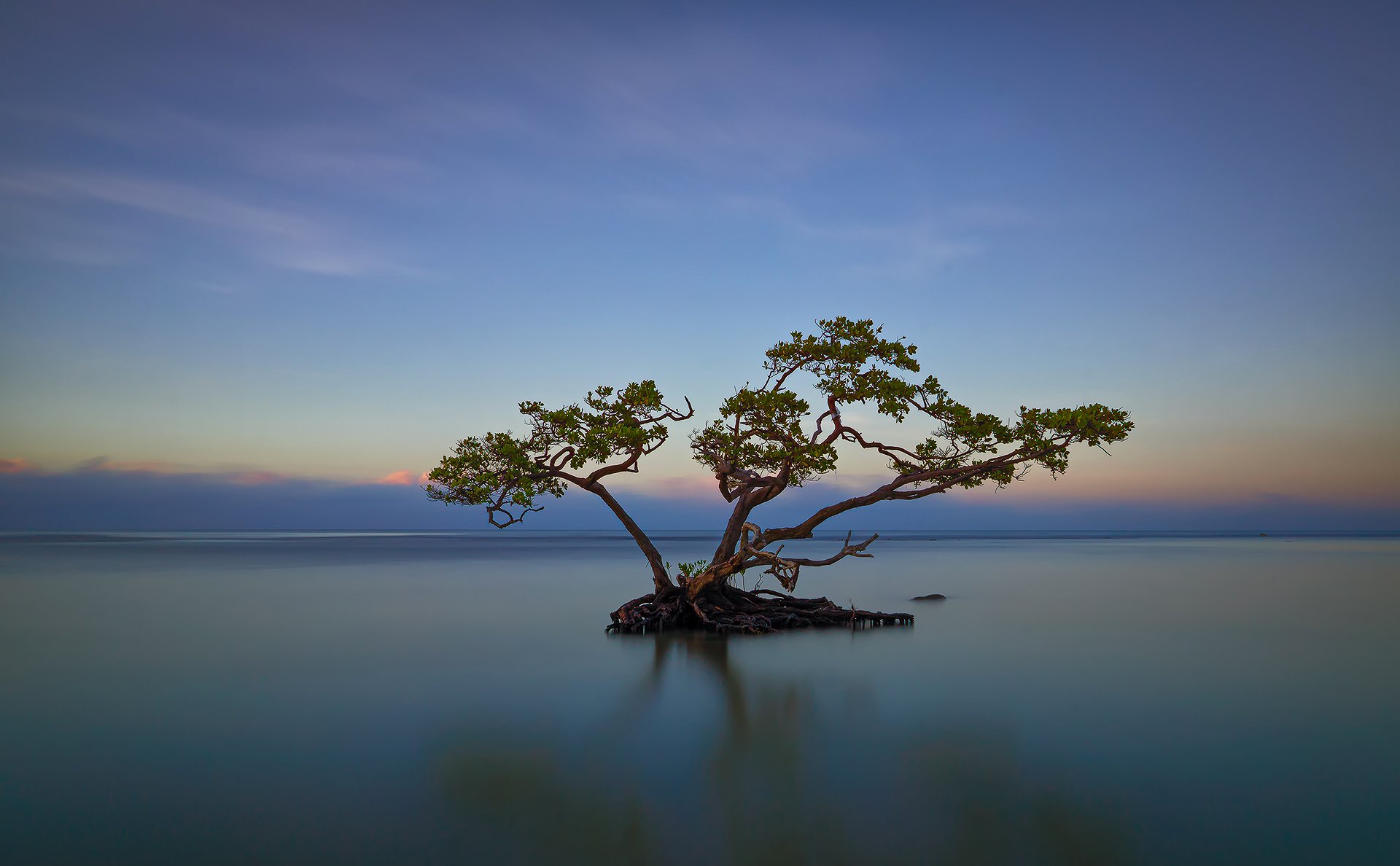 himmel wolken meer see baum wurzeln