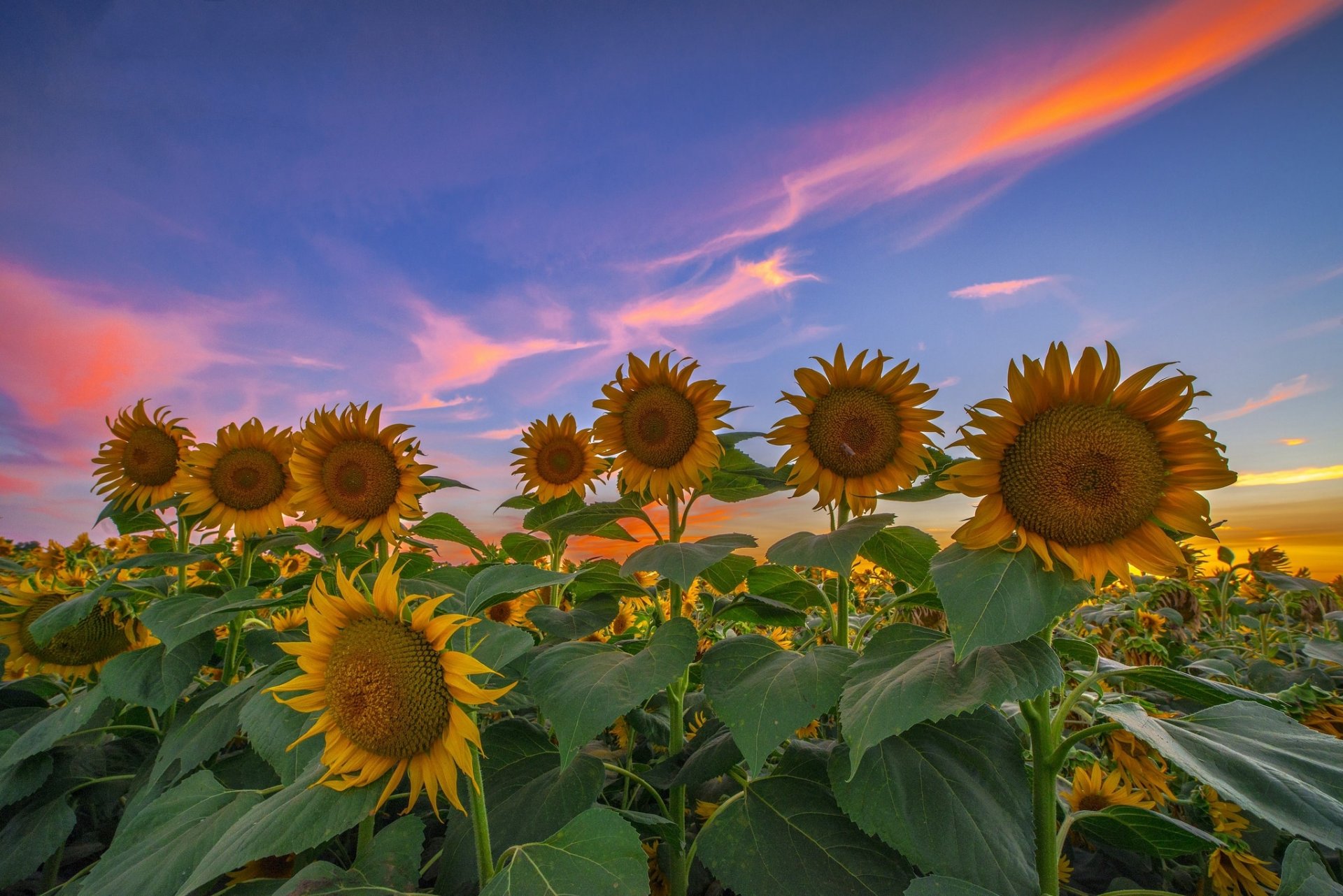 été champ tournesols soir coucher de soleil