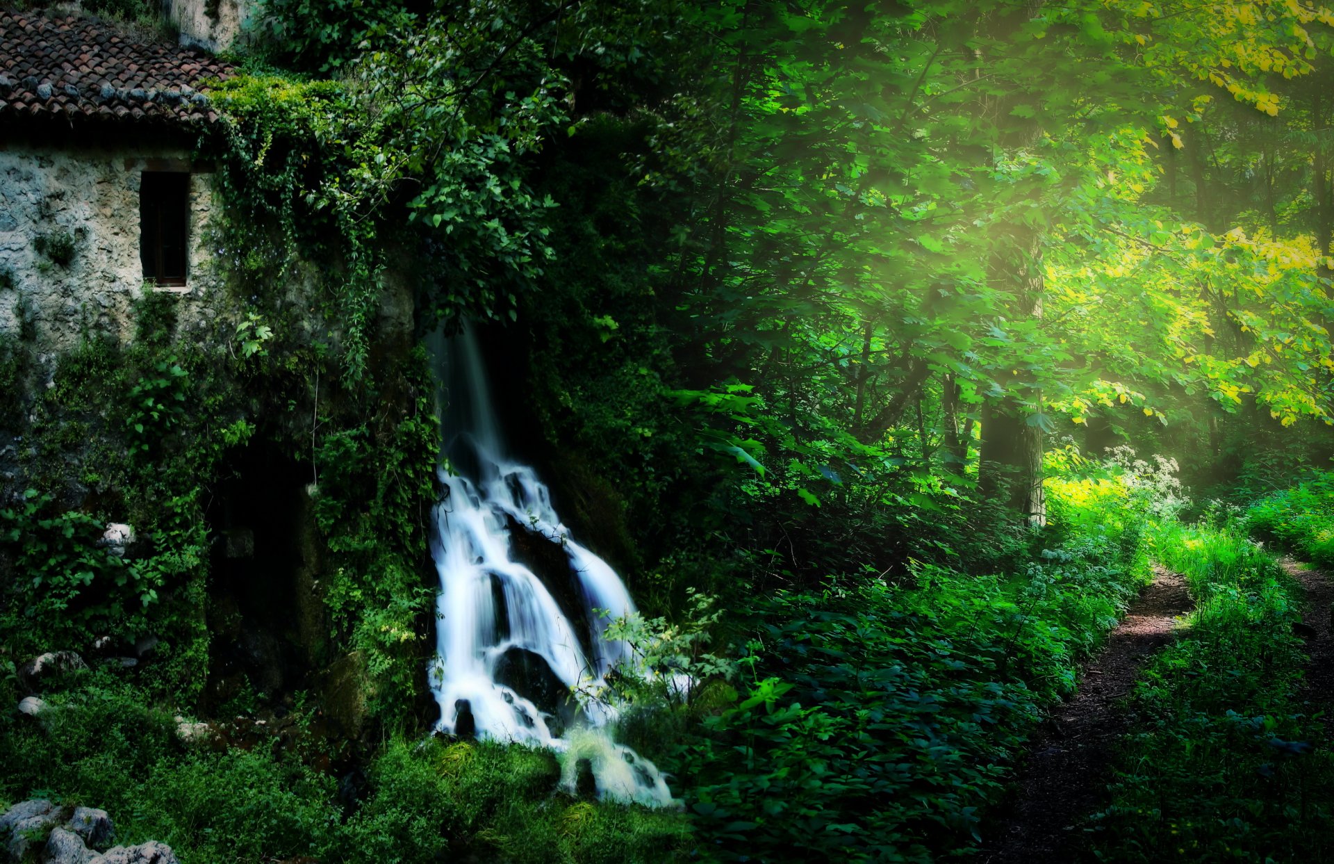 forest tree leaves road