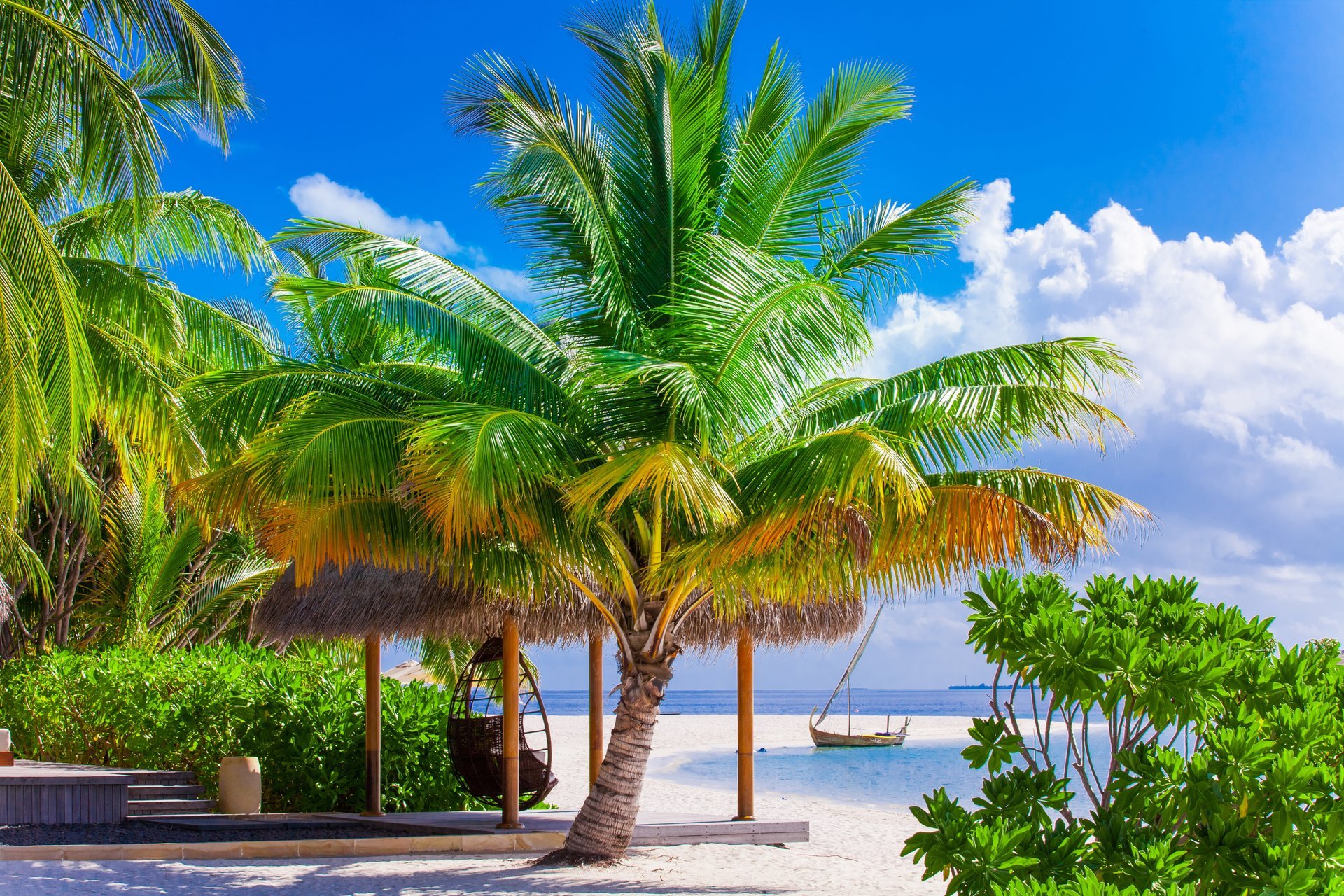 ummer beach sea shore paradise tropical sand palm tree