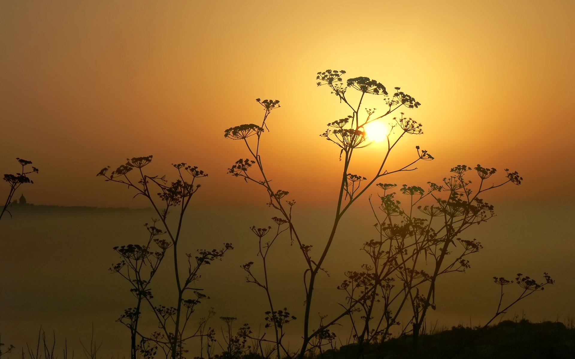 ky sun sunset plant silhouette horizon