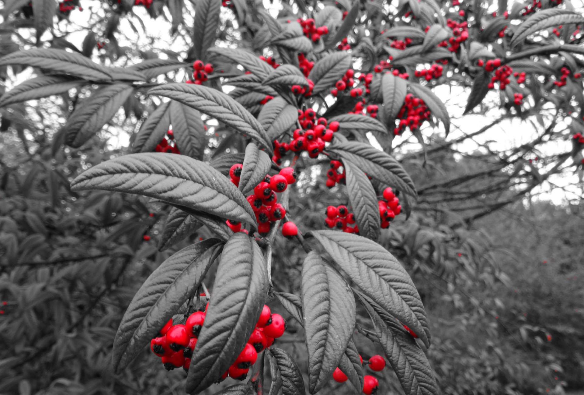 tree leaves berries fruit