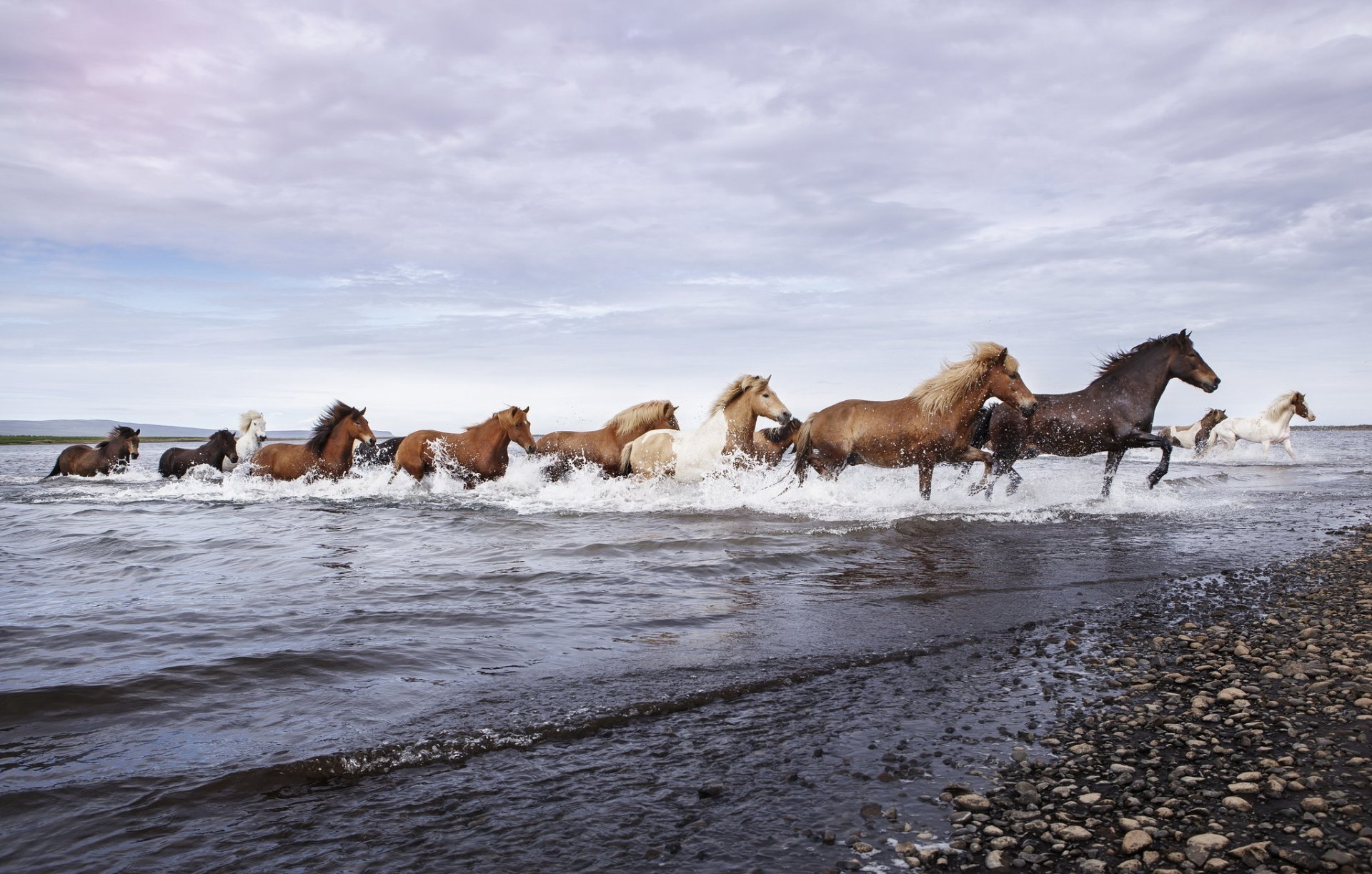 horses river nature