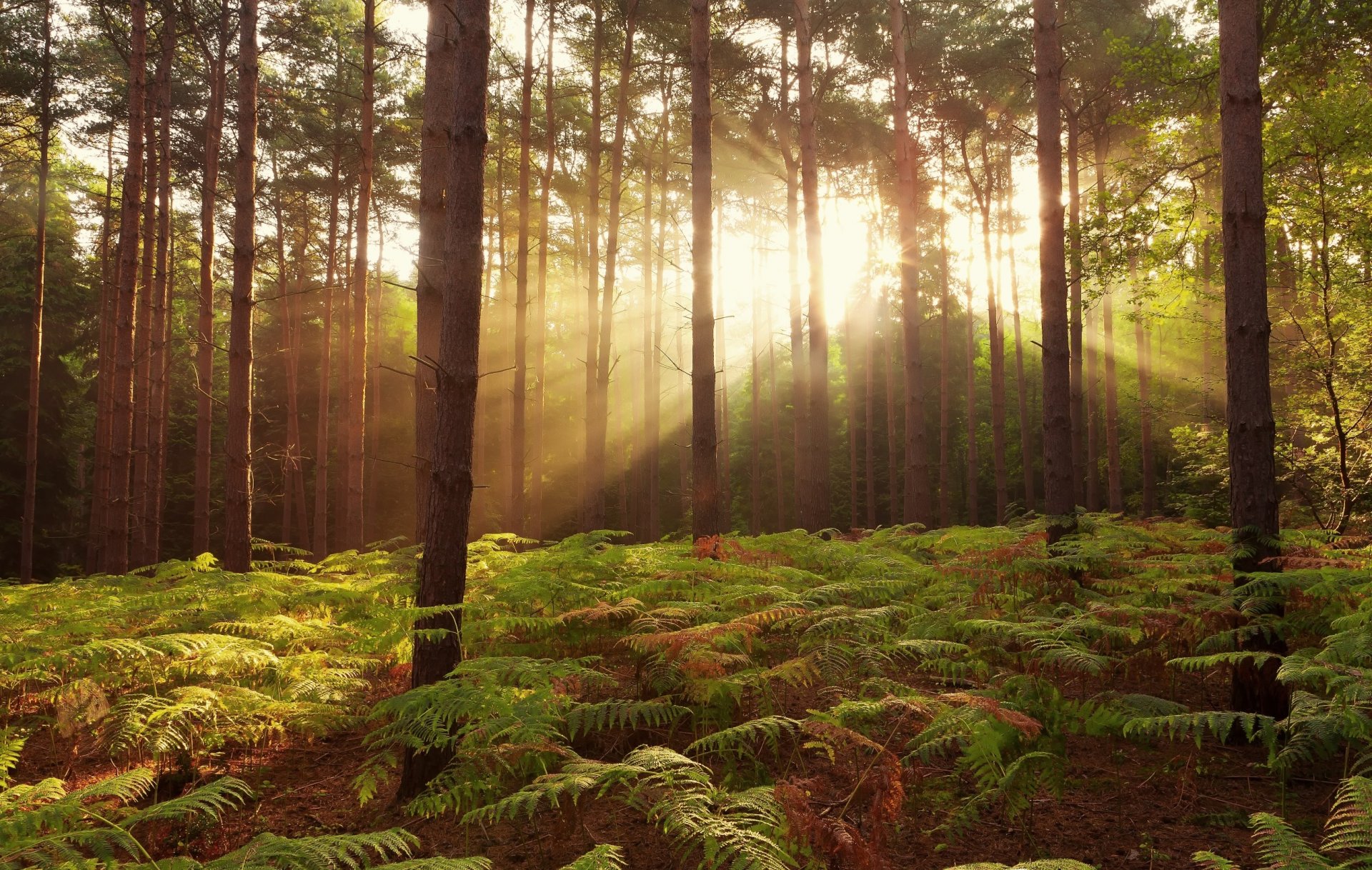 foresta felce alberi raggi