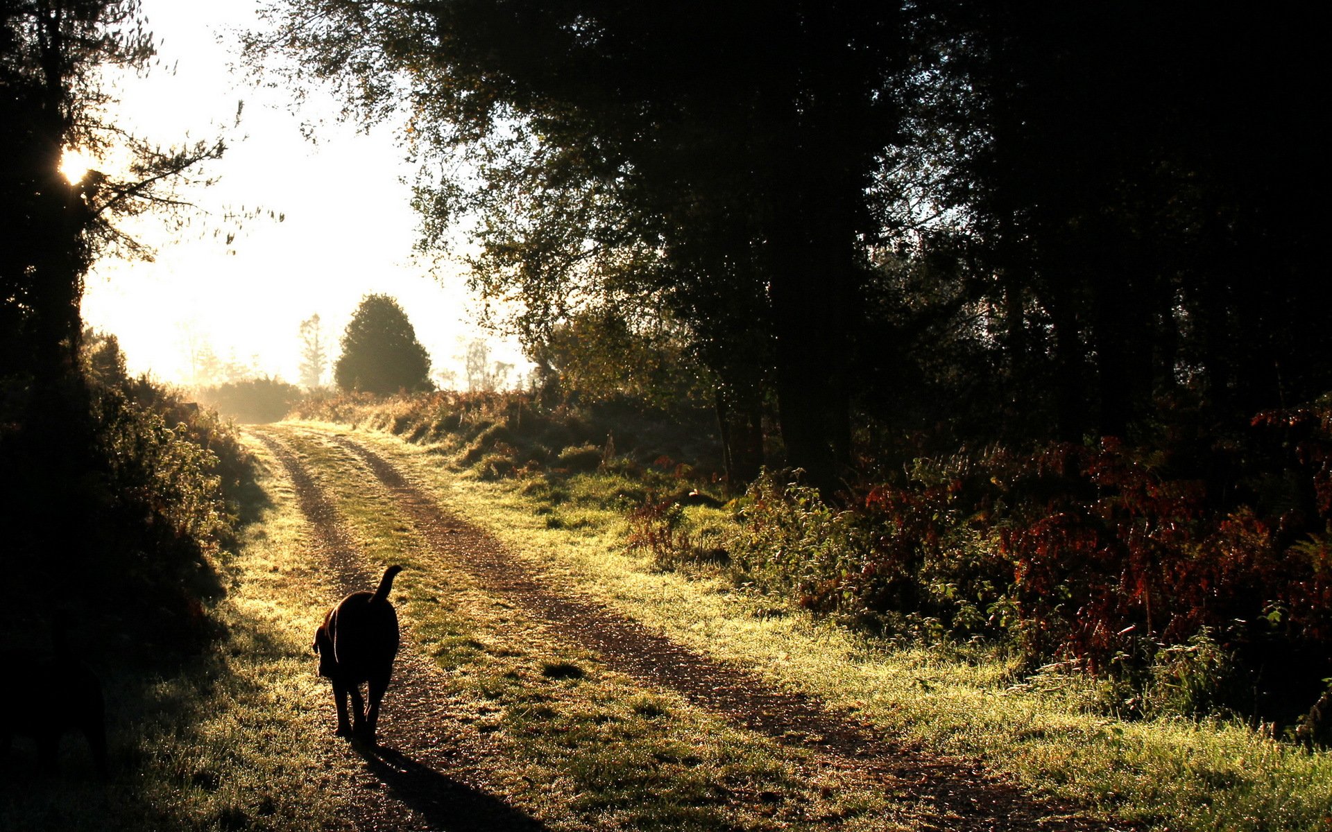 strada cane luce