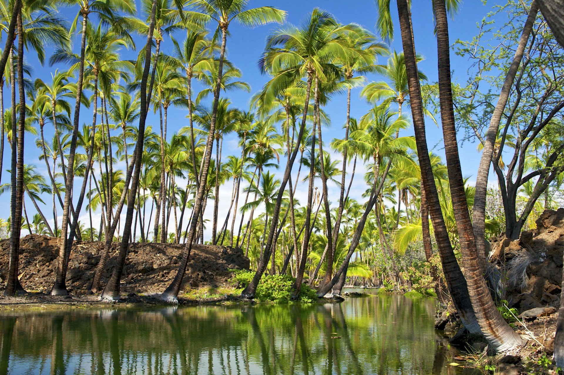 hawaii hawaii cielo palme fiume riflessione