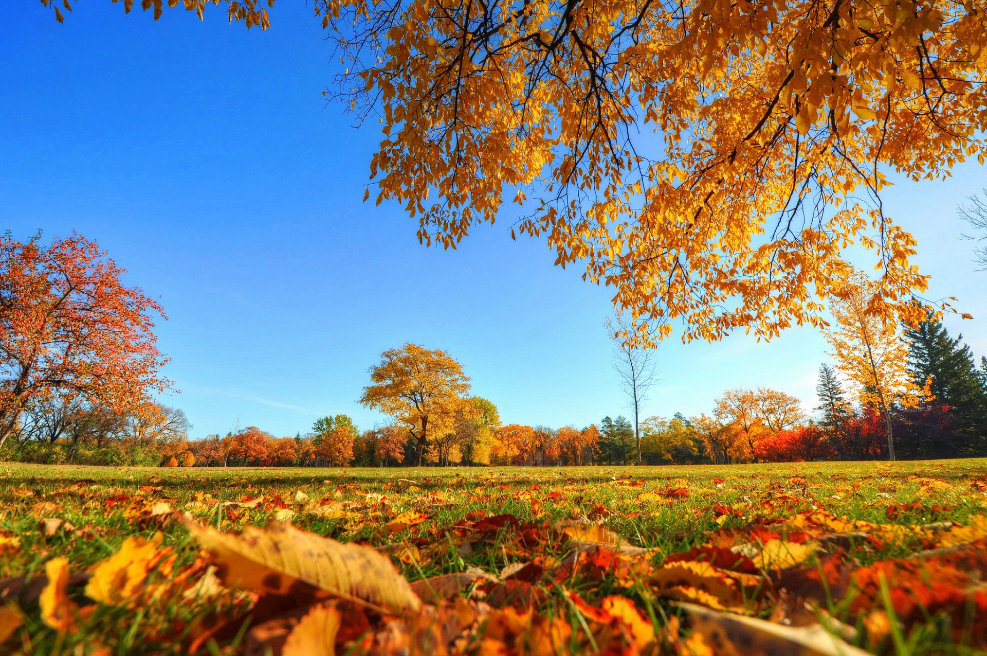 ciel parc arbres herbe feuilles automne