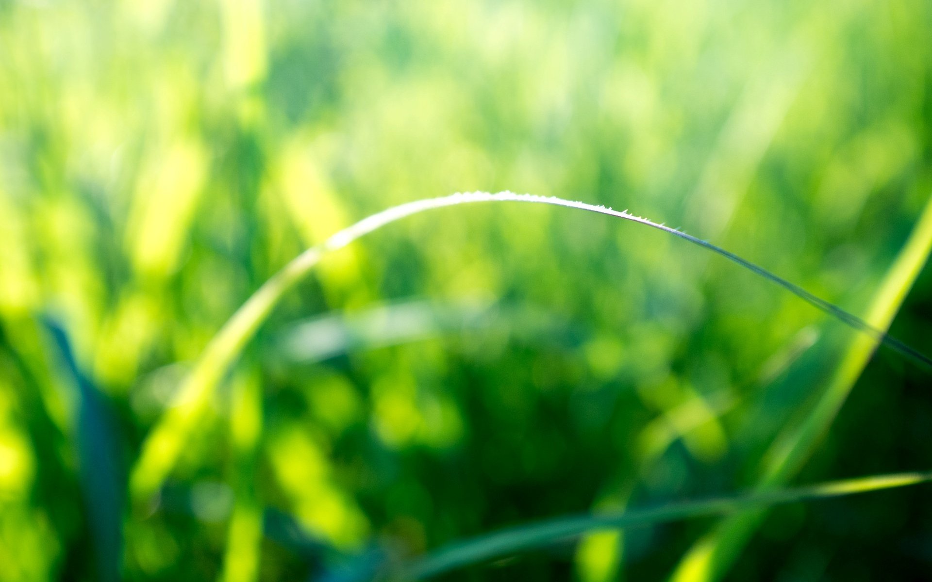 naturaleza macro tallo vegetación sol rayos mañana día mañana fondo