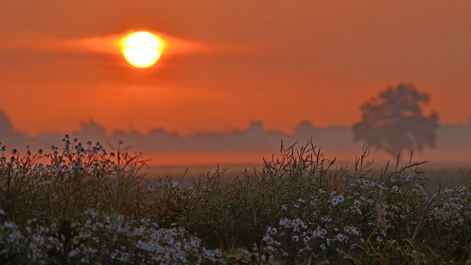 campo fiori albero sole