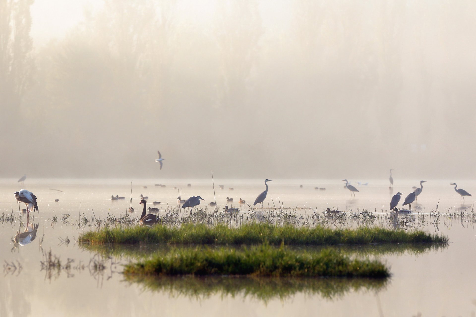 mañana lago niebla aves naturaleza