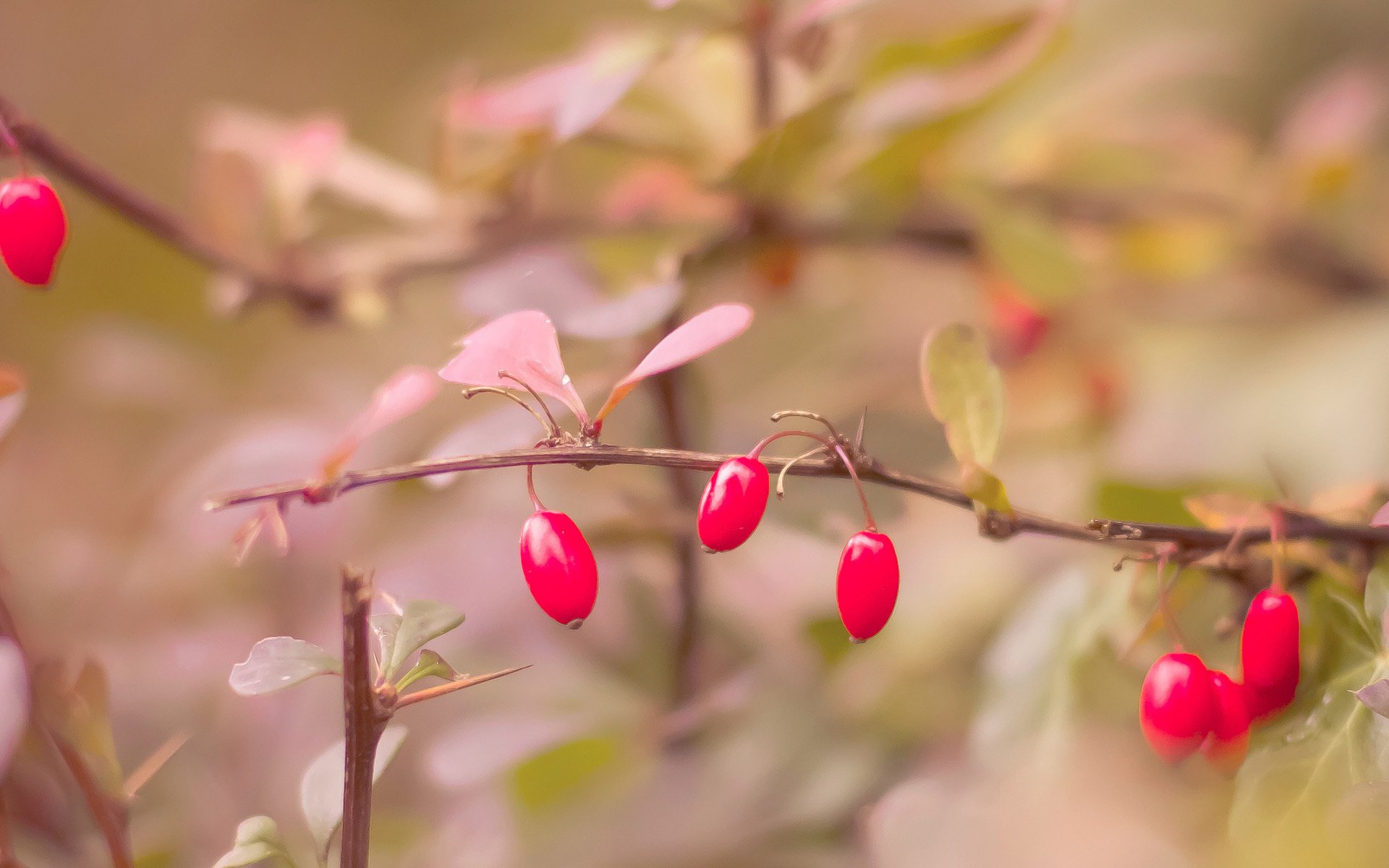 automne baies rouge feuilles branches buisson