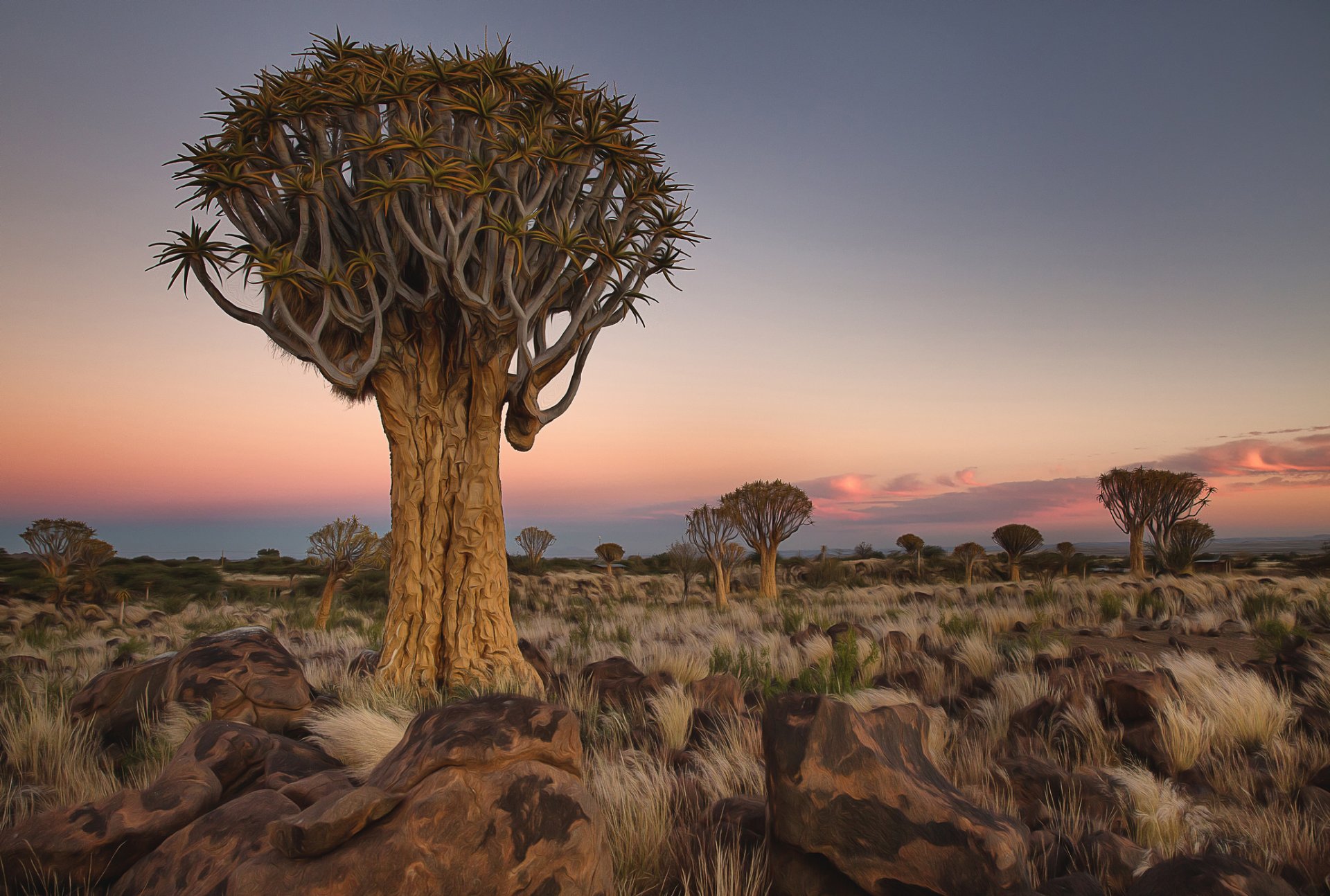 namibia afryka drzewa kamienie krajobraz