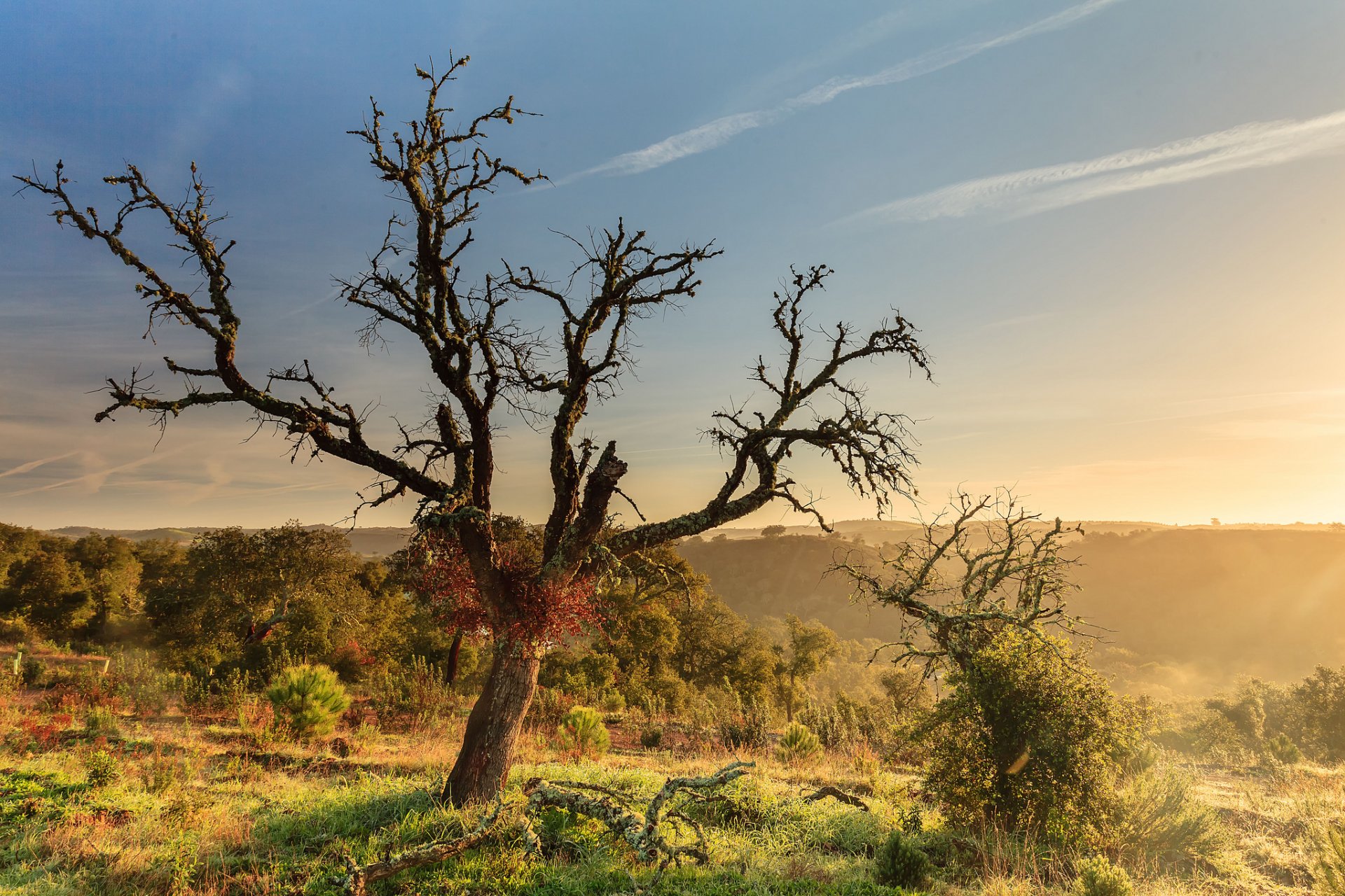 colline cespugli alberi legno legni mattina alba