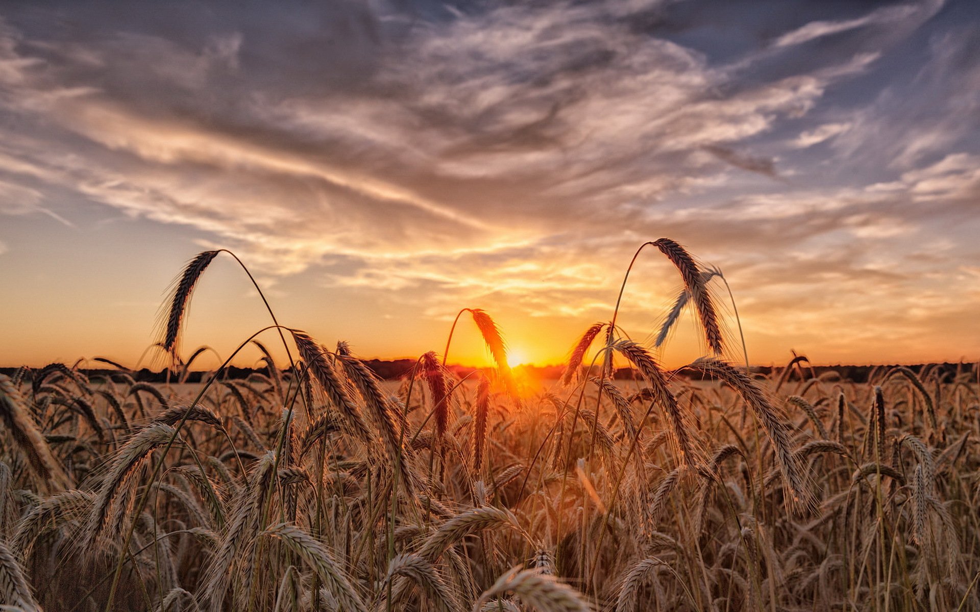 sonnenuntergang ohren natur