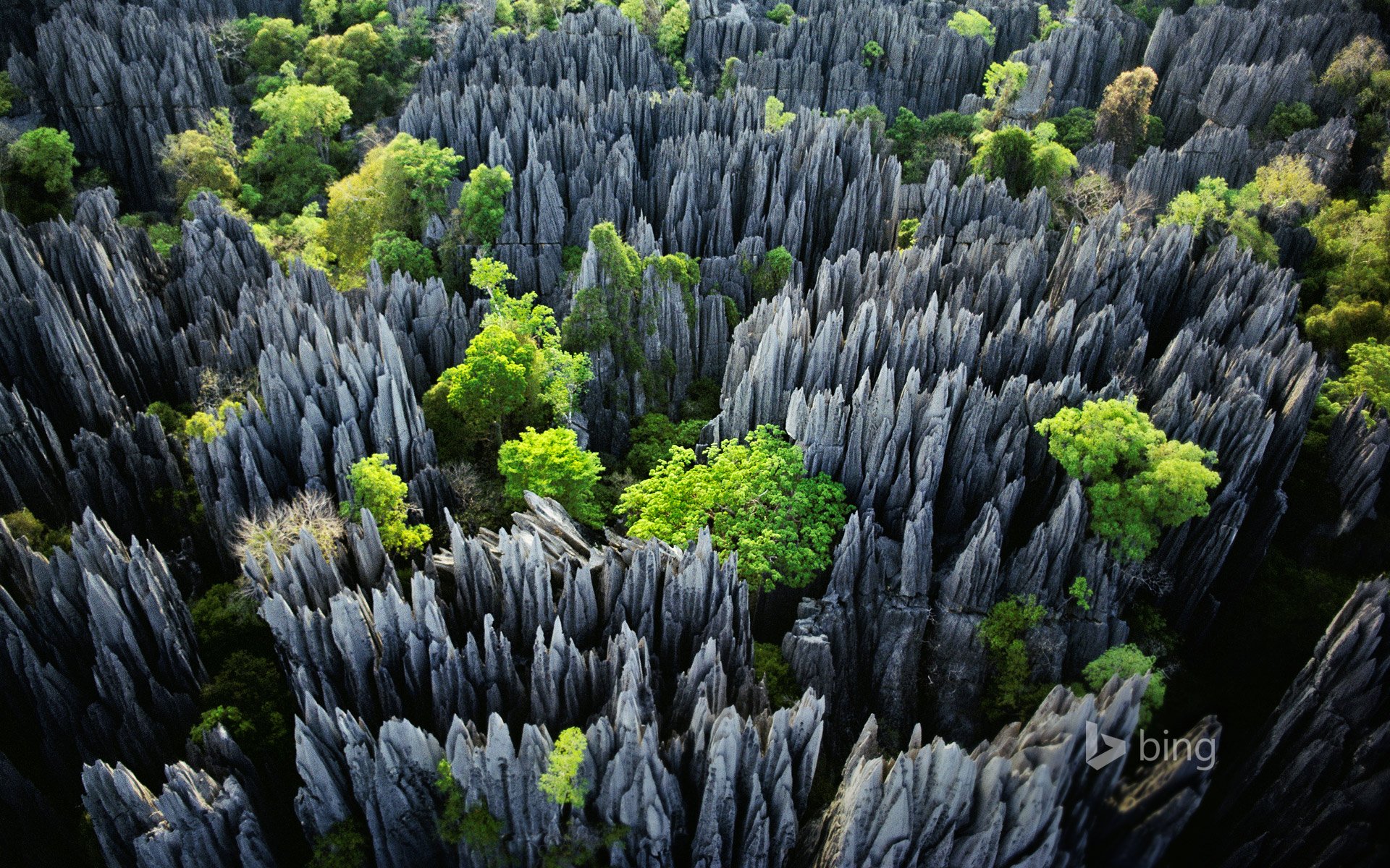 parco nazionale di tsingy de bemaraja madagascar rocce alberi