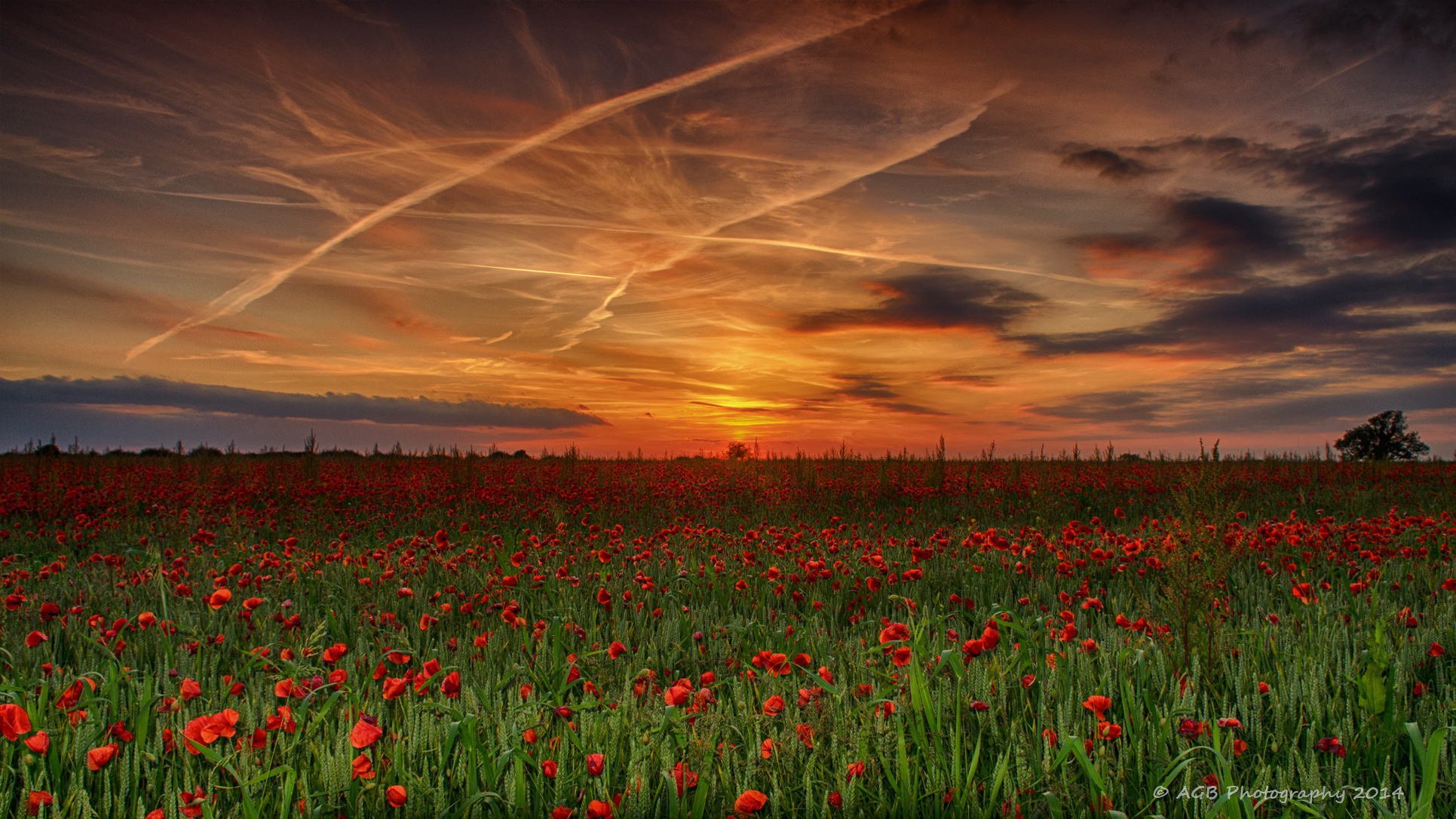 nature champ coquelicots été ciel coucher de soleil