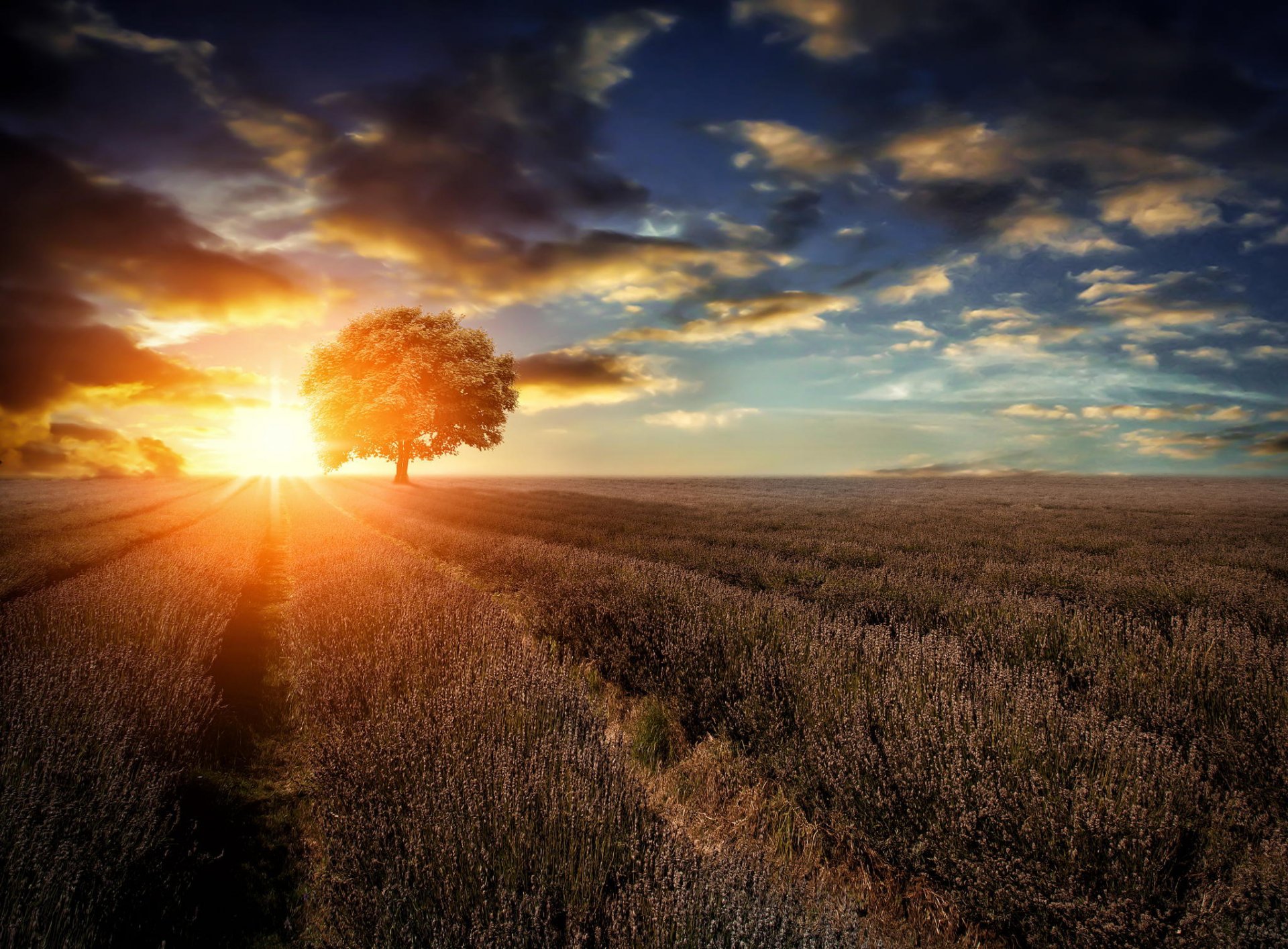 the field landscape tree lavender