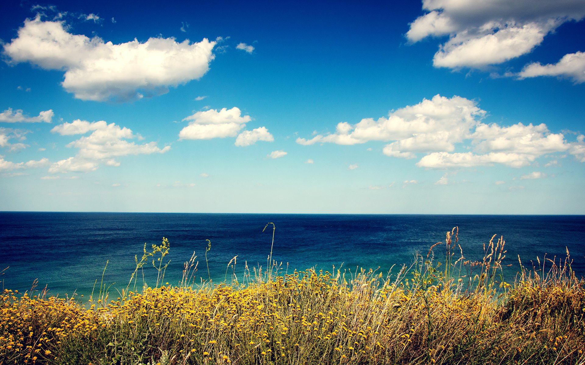 meer blick ufer gras blumen wolken