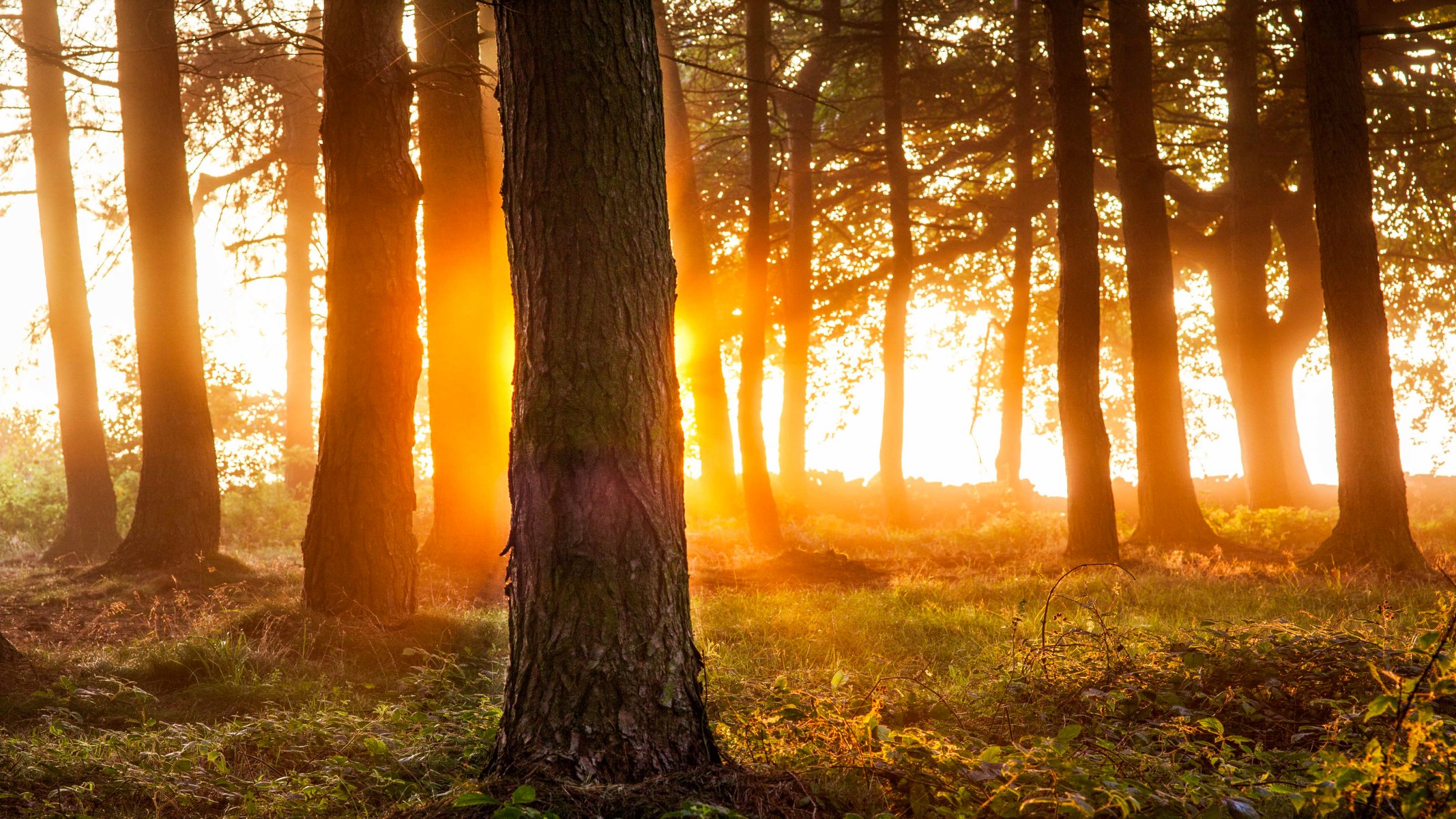 wald bäume licht natur