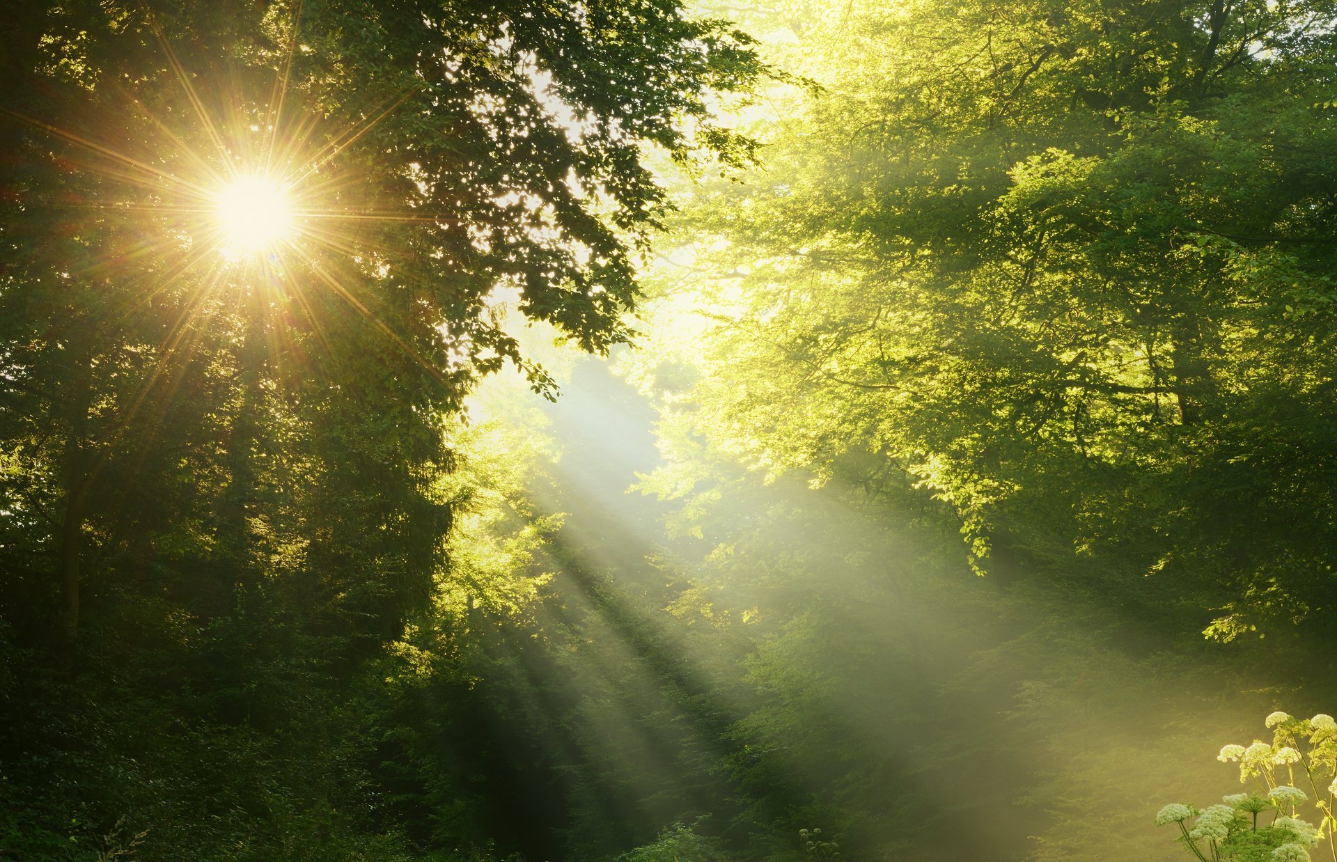 foresta alberi raggi del sole