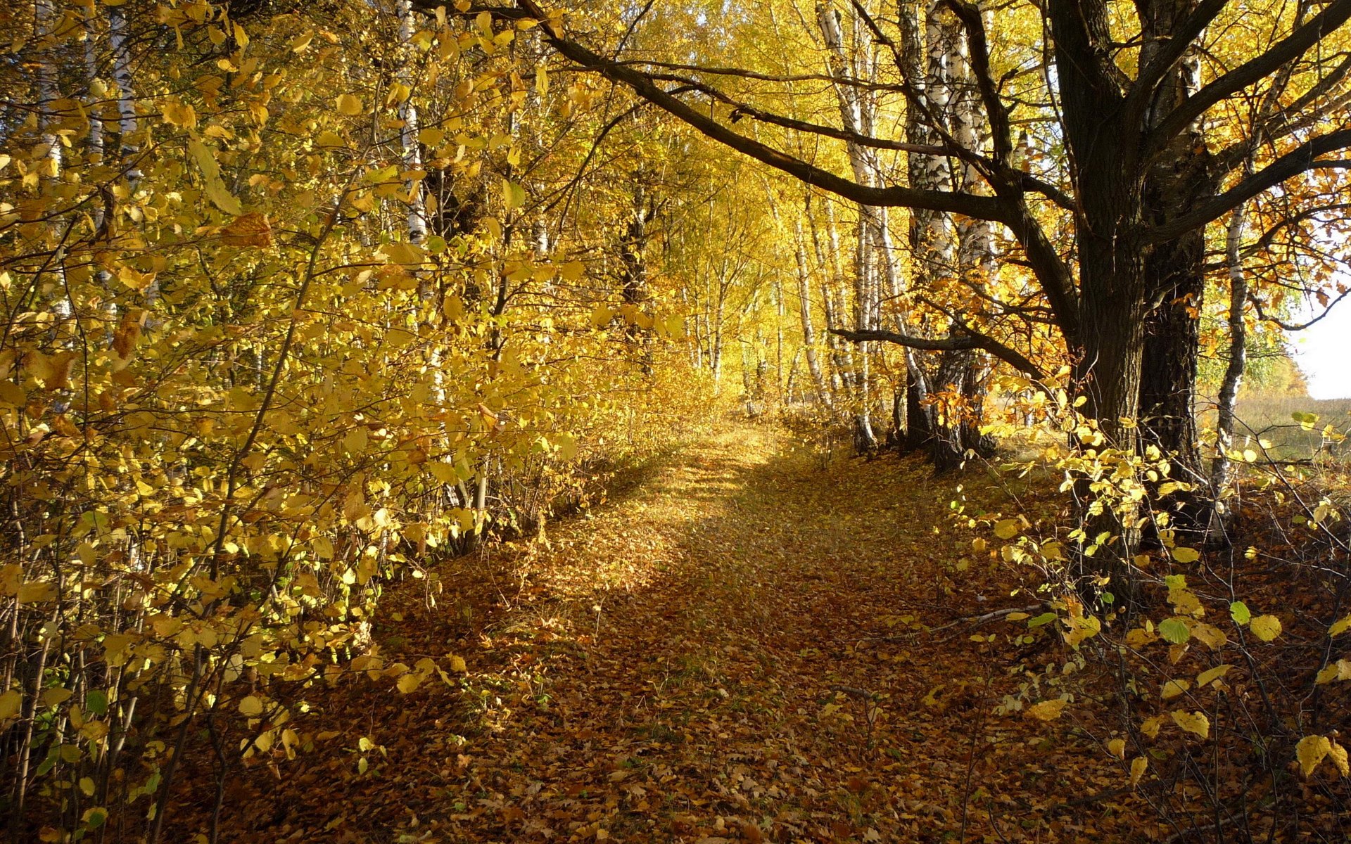 tree road autumn birch leaves grove