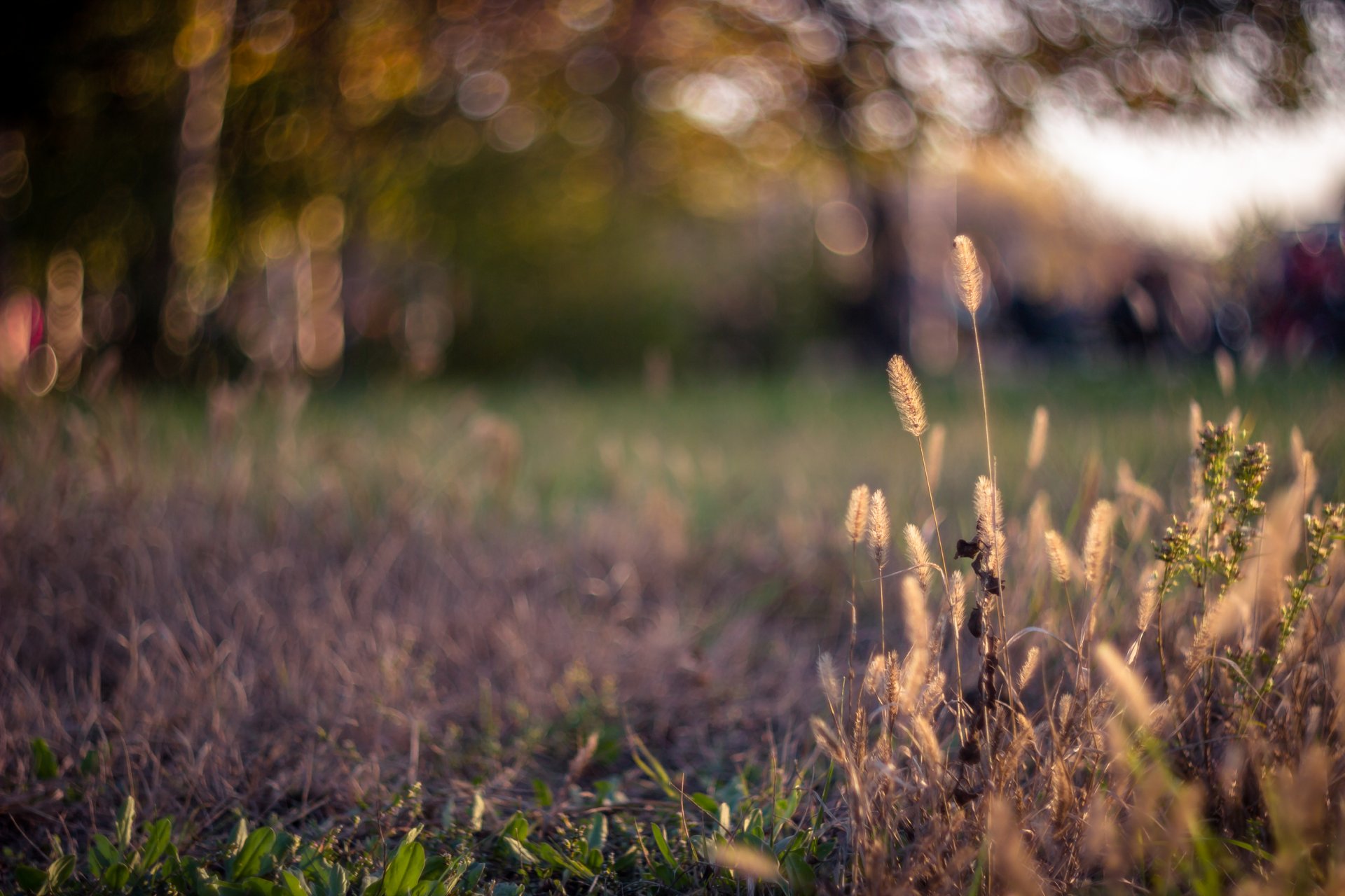 trawnik trawa kłoski pasemka bokeh