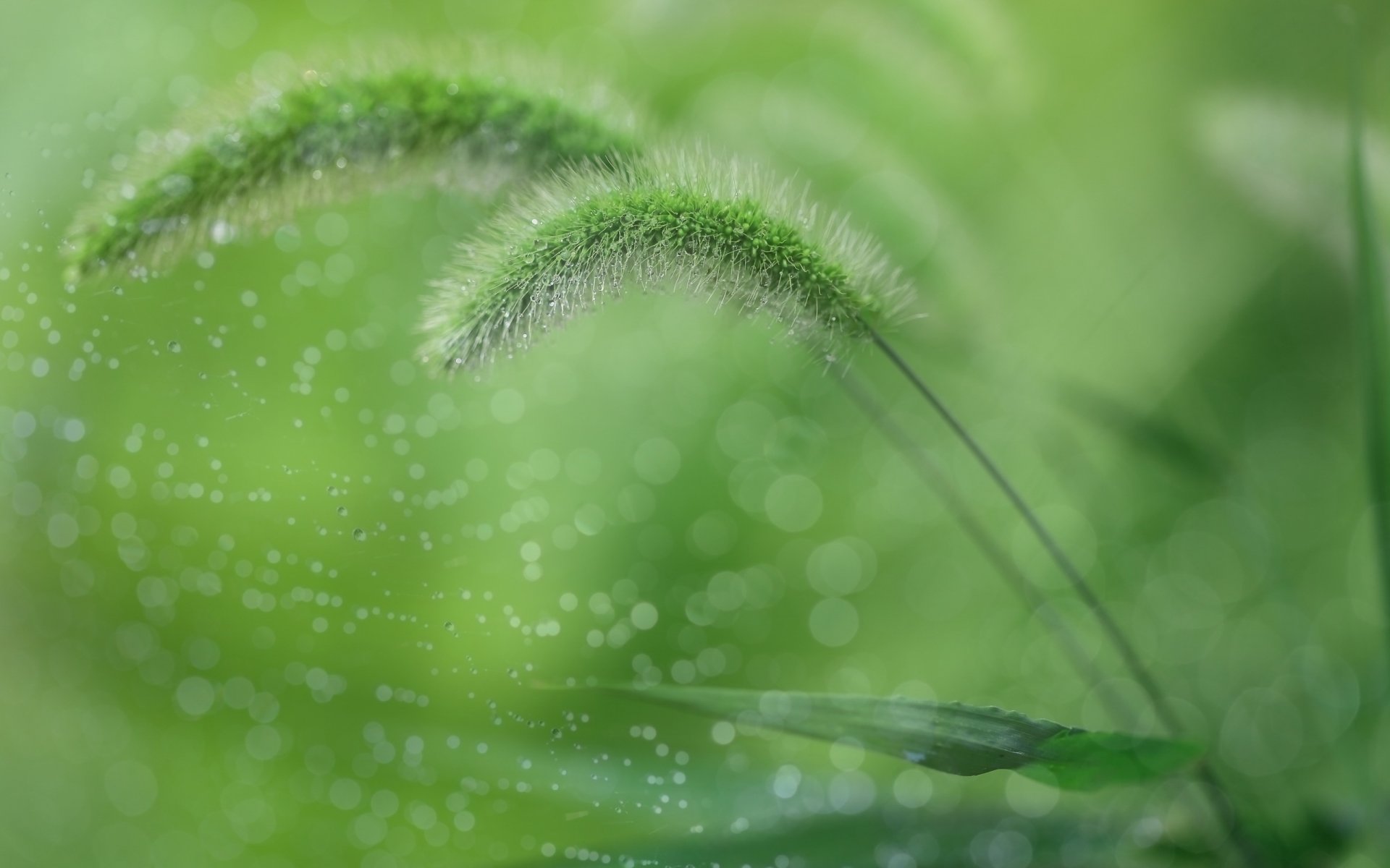 hierba naturaleza macro