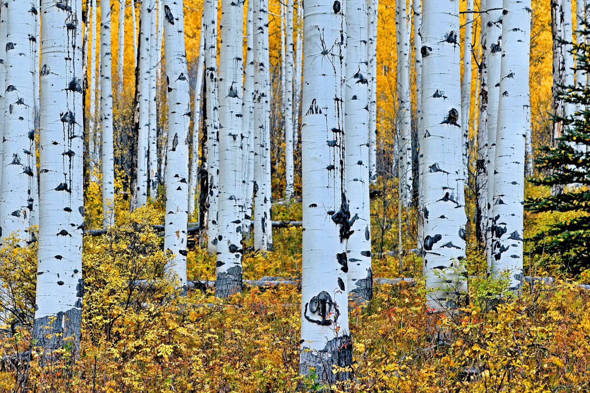 bosque arboleda árboles tronco abedul álamo temblón otoño