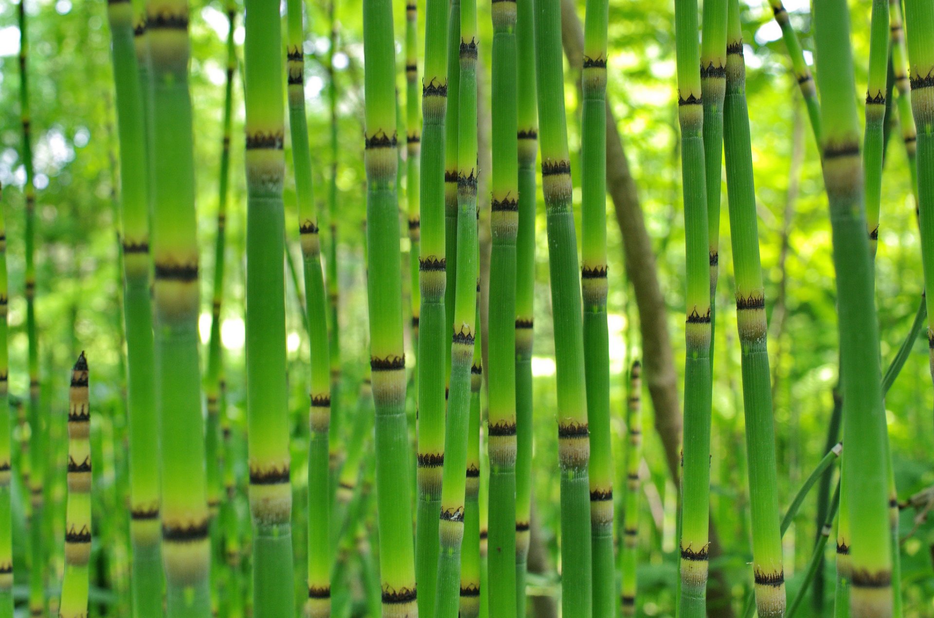 bambù boschetti pianta