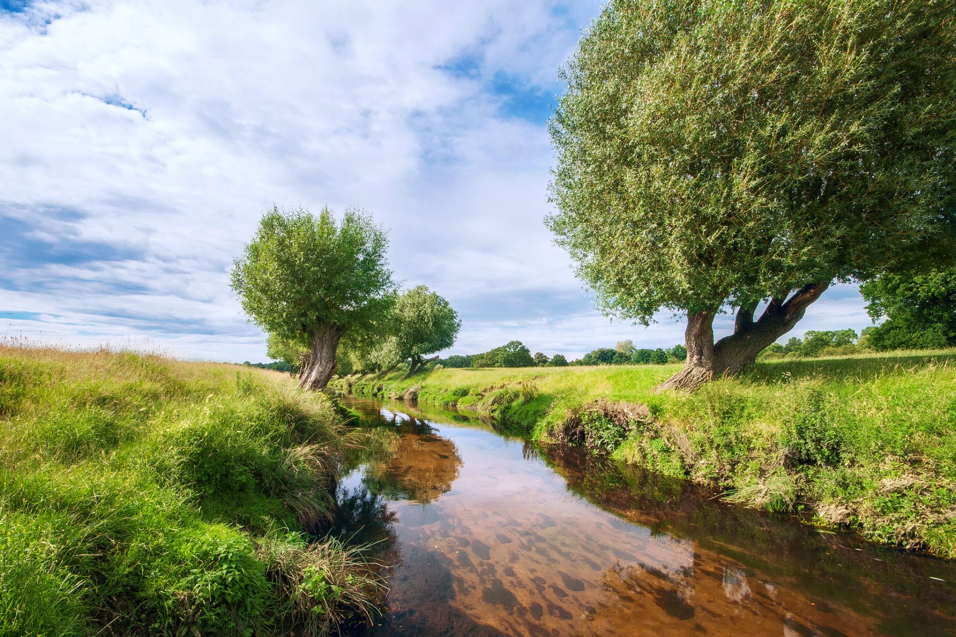 nature rivière arbres saule