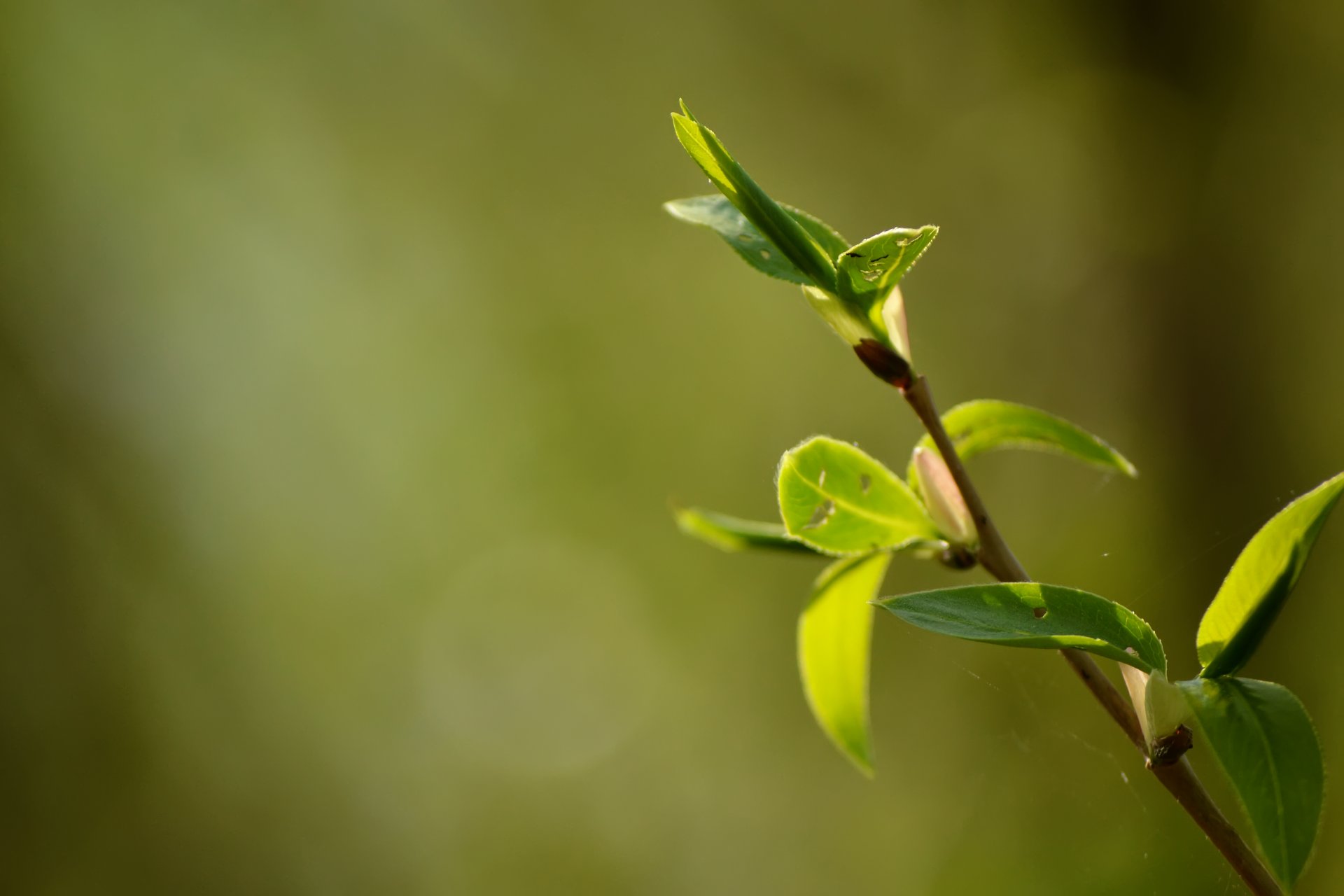 bokeh leaves light sun spring