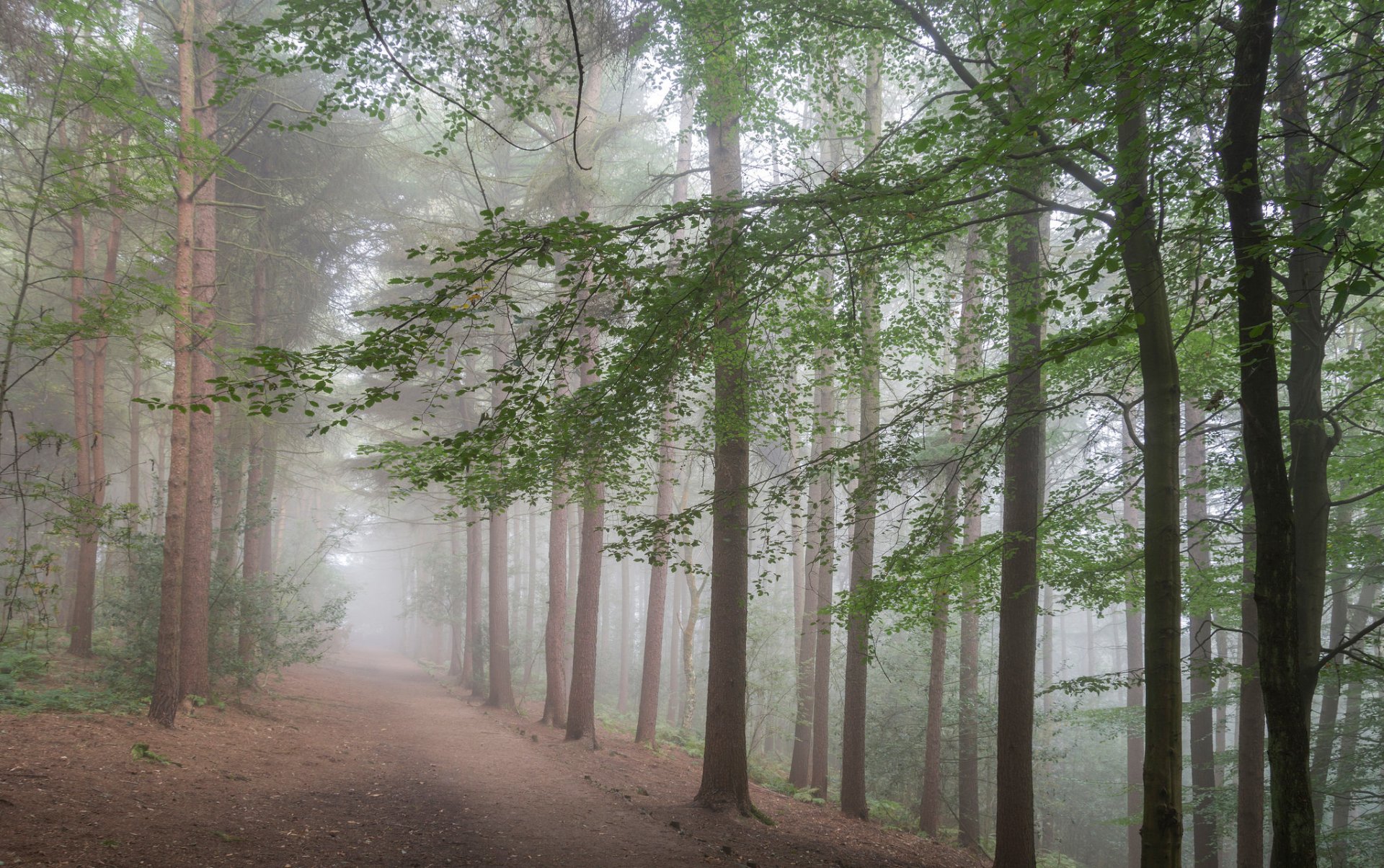 forest road tree fog