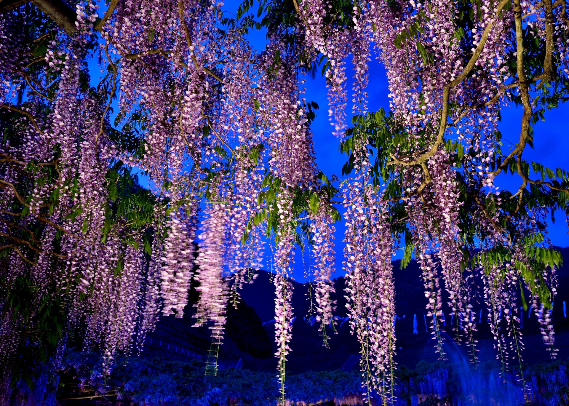 ciel montagnes arbre fleurs glycine