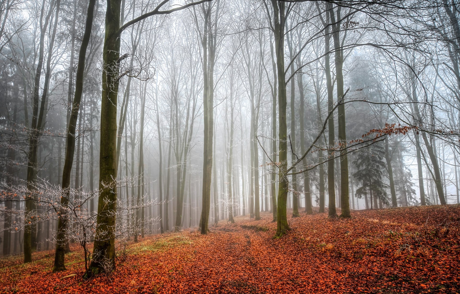 foresta autunno nebbia