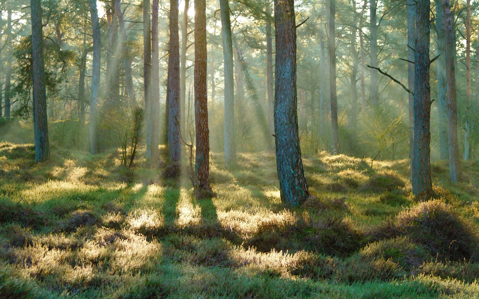 printemps forêt rayons du soleil matin