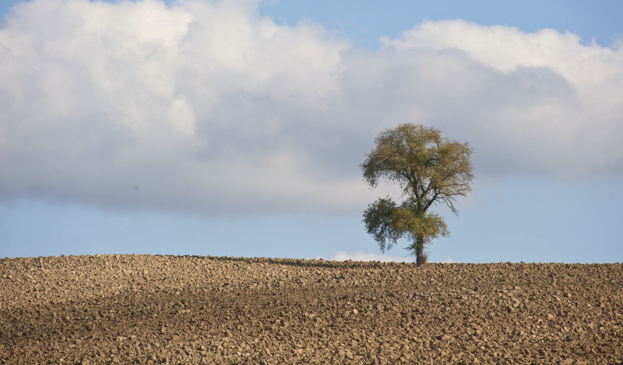 albero cielo nuvole