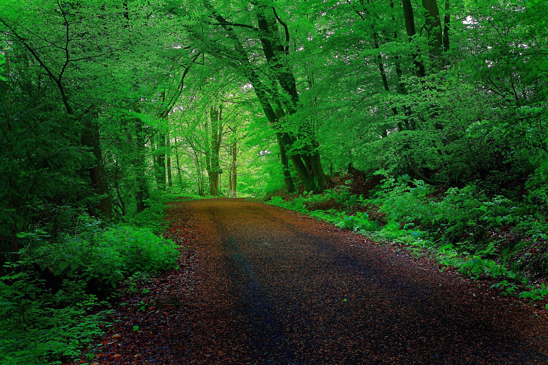 bosque árboles camino túnel