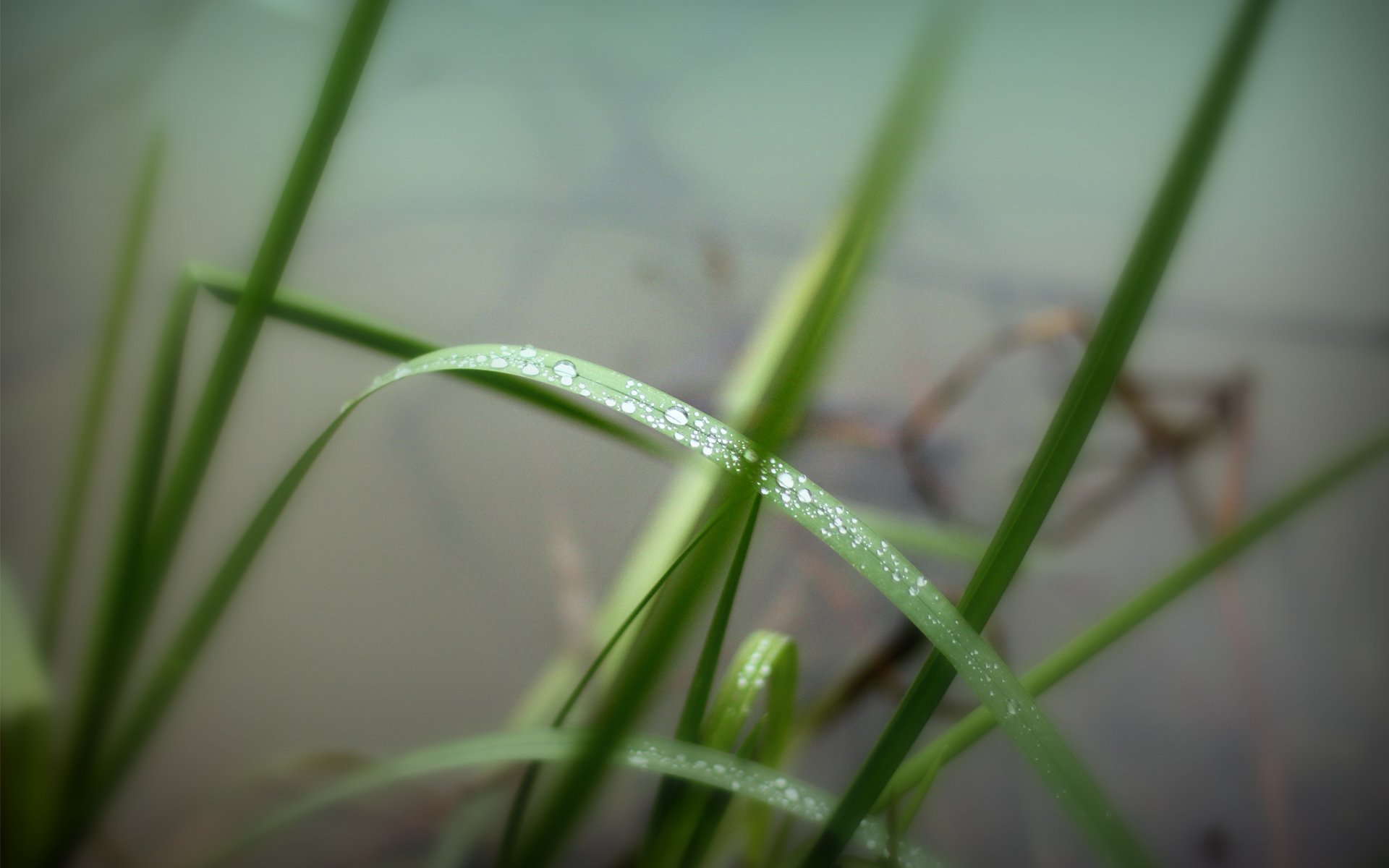 grass green water drop