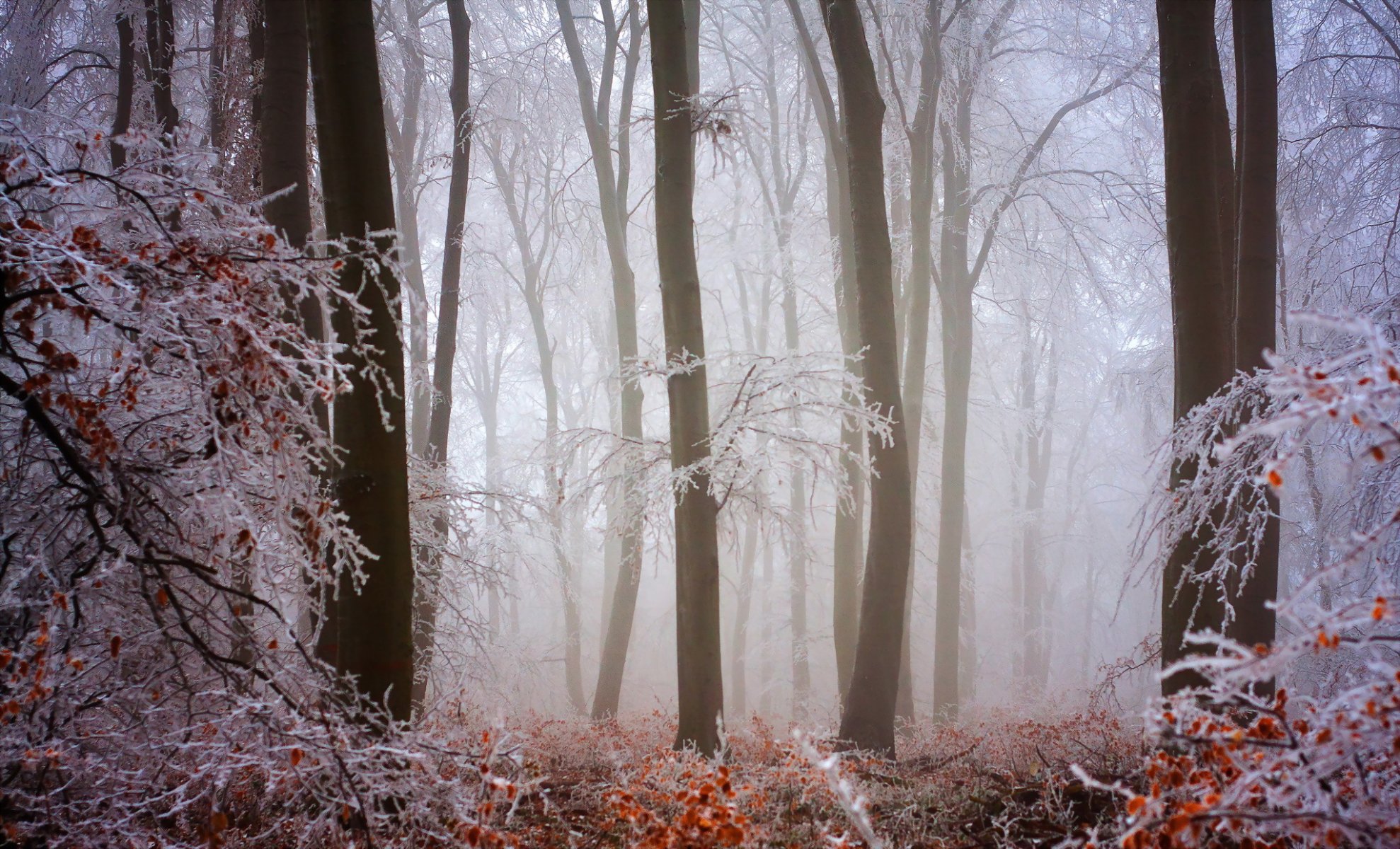 forêt nature hiver