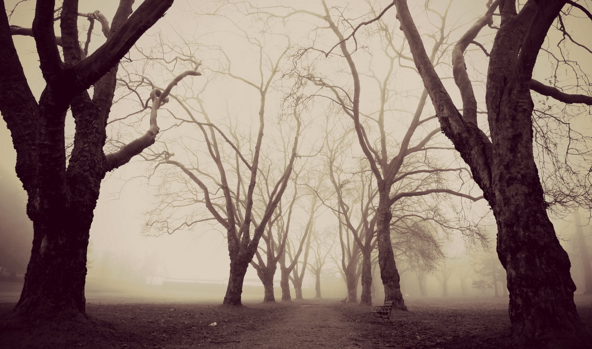 parco alberi nebbia natura